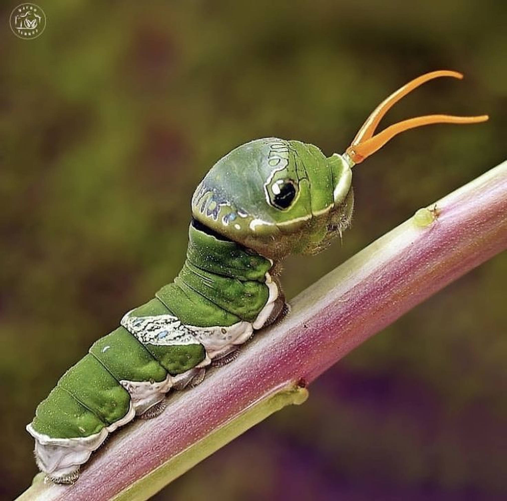 caterpillar, vibrant green, orange antennae, Full HD Desktop Wallpaper