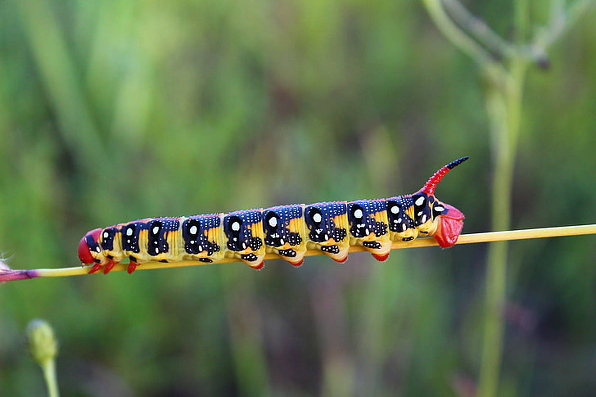 caterpillar, blue, yellow, Full HD Desktop Wallpaper