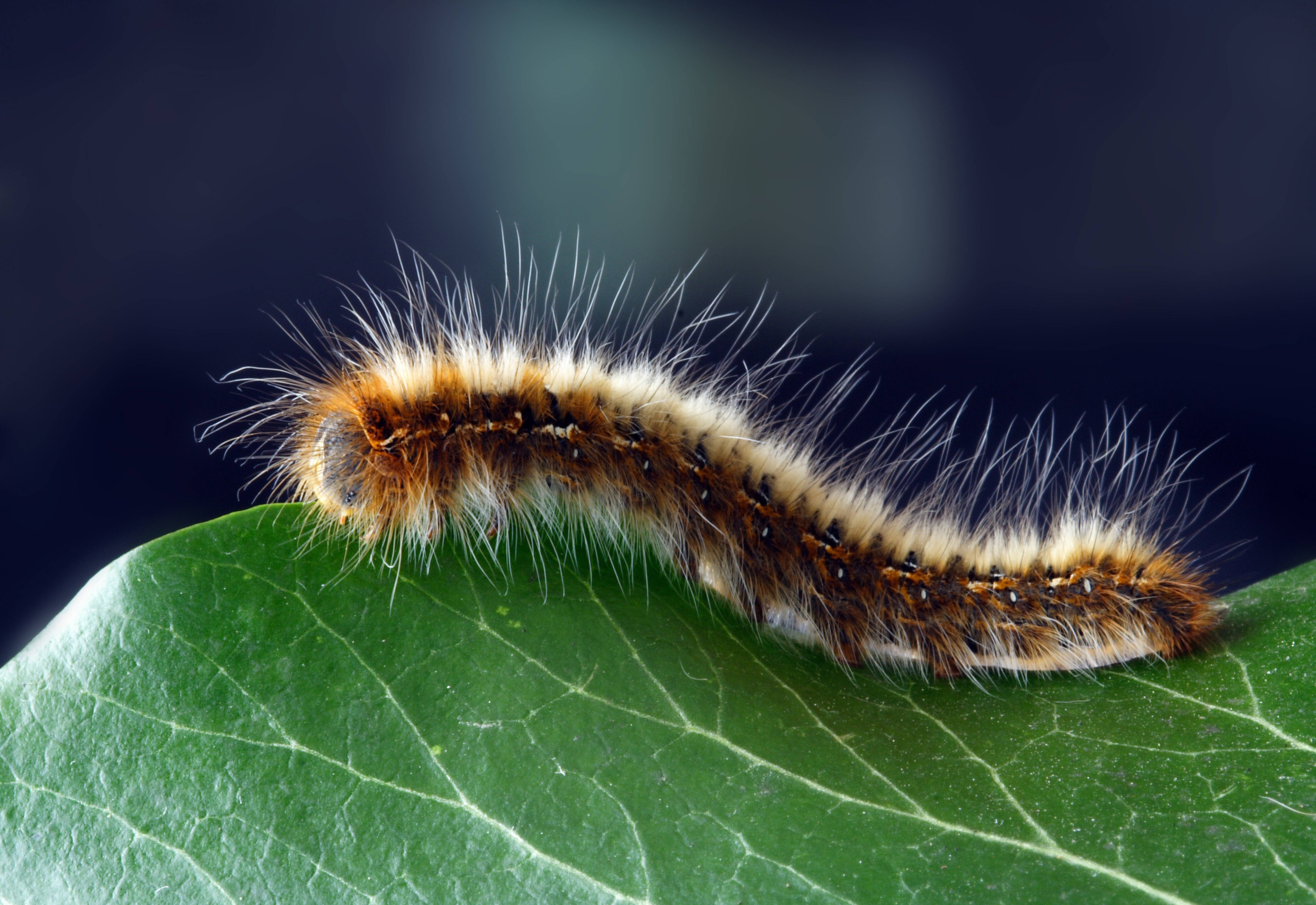 hairy caterpillar, fuzzy brown and white caterpillar, vibrant green leaf, 4K Desktop Wallpaper
