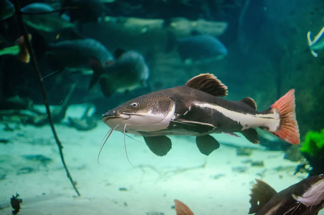 Catfish