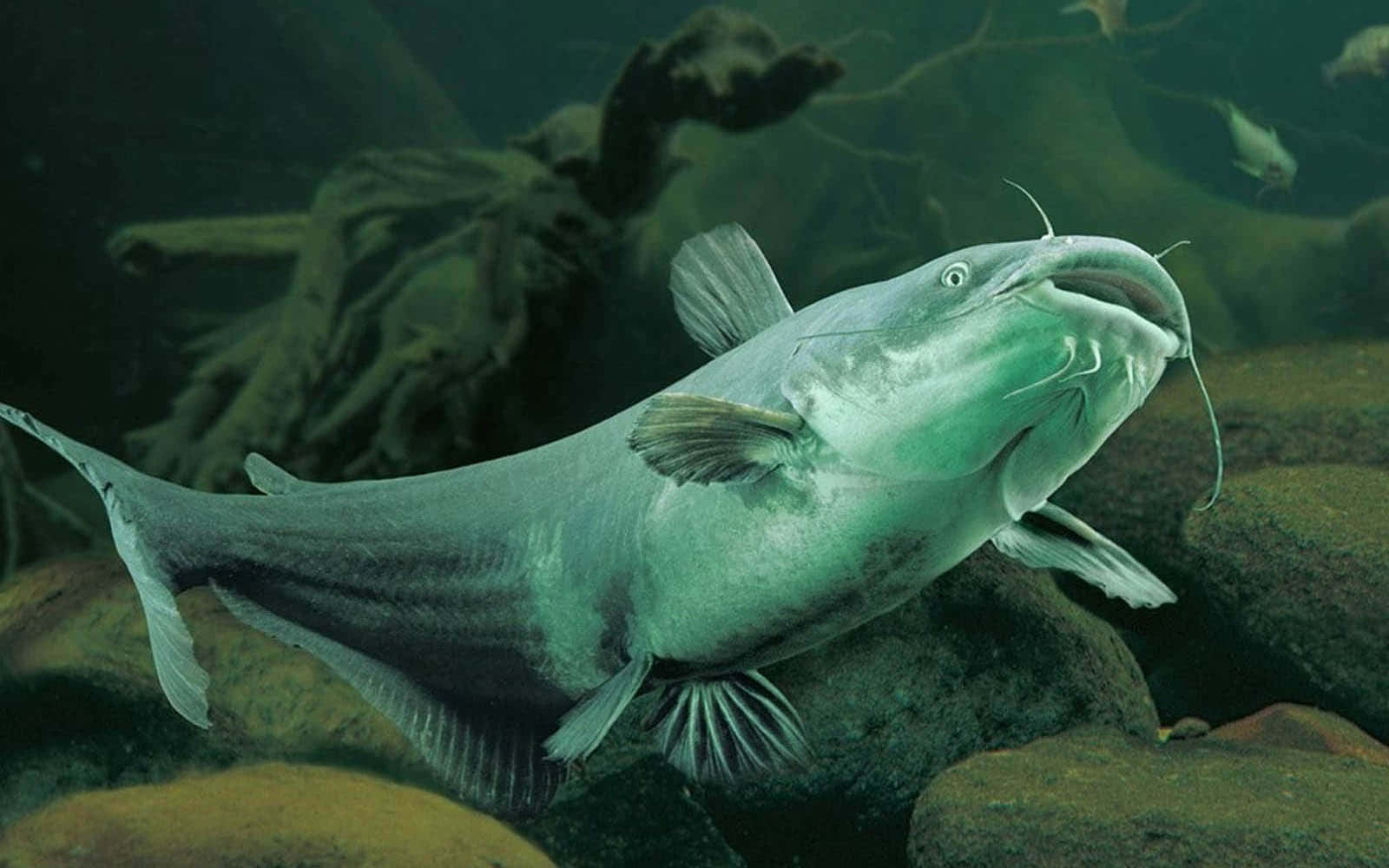 catfish, lake, rocks, HD Desktop Wallpaper