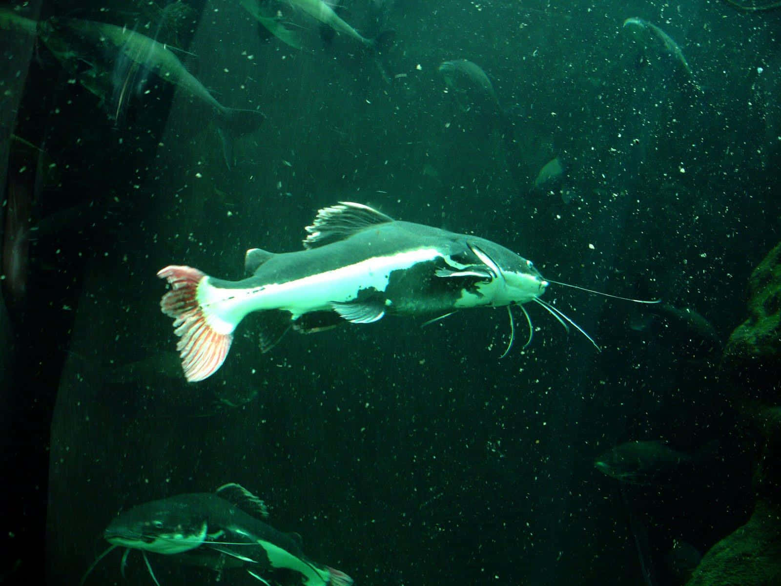 catfish, white stripe, pink-tipped tail, HD Desktop Wallpaper