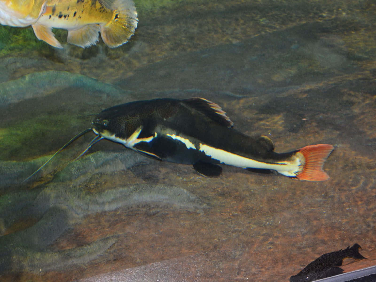 Catfish, black, white stripes, HD Desktop Wallpaper