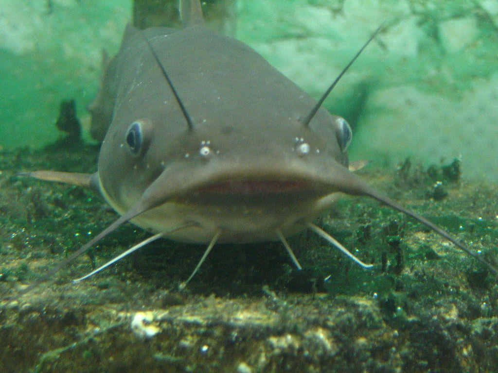 catfish, mossy riverbed, whiskers, SD Desktop Wallpaper
