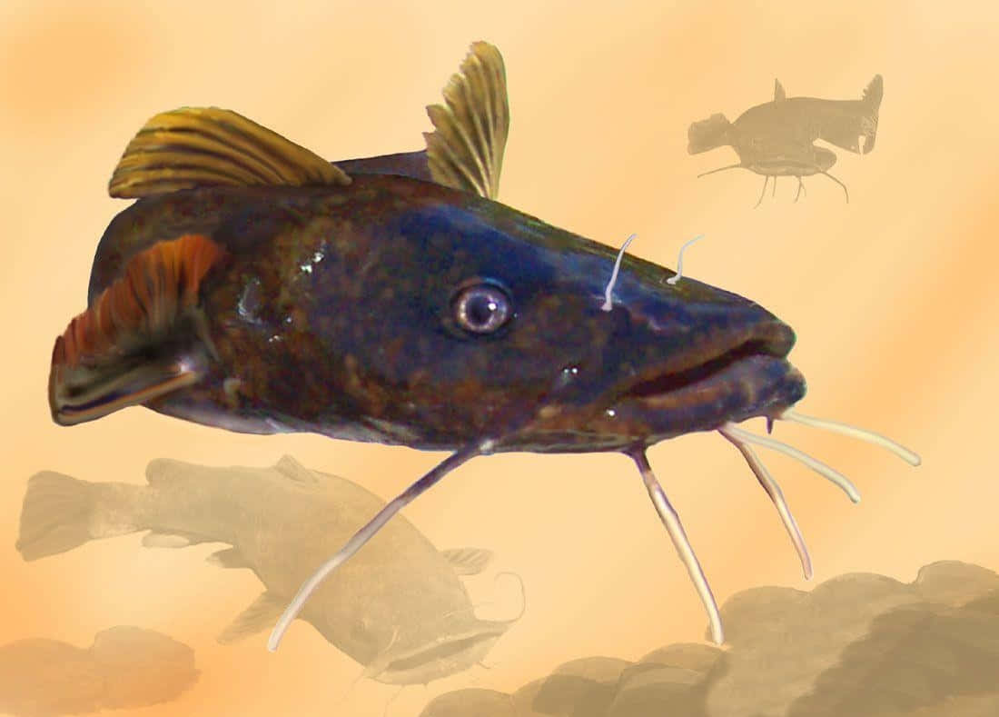 Catfish, dark blue, whiskers, SD Desktop Wallpaper