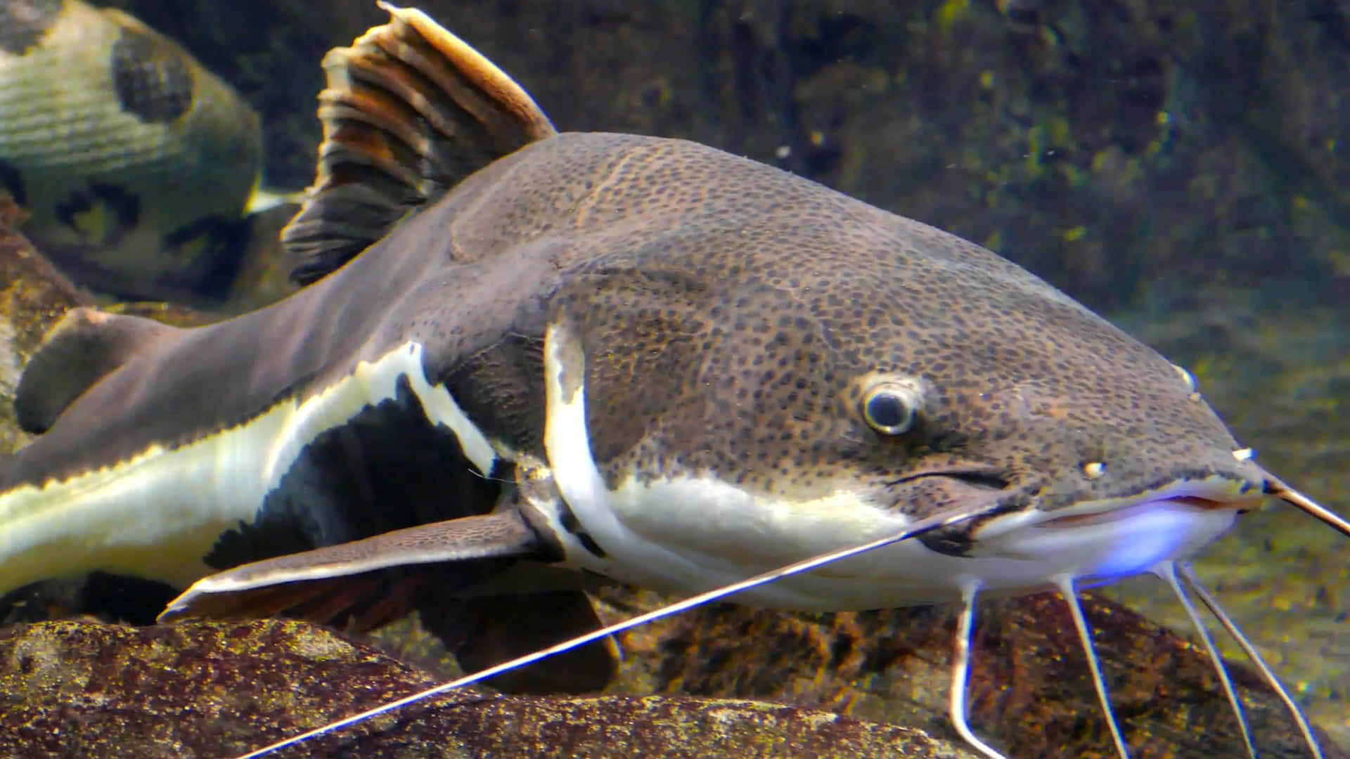 Catfish, spotted catfish, long whiskers, Full HD Desktop Wallpaper