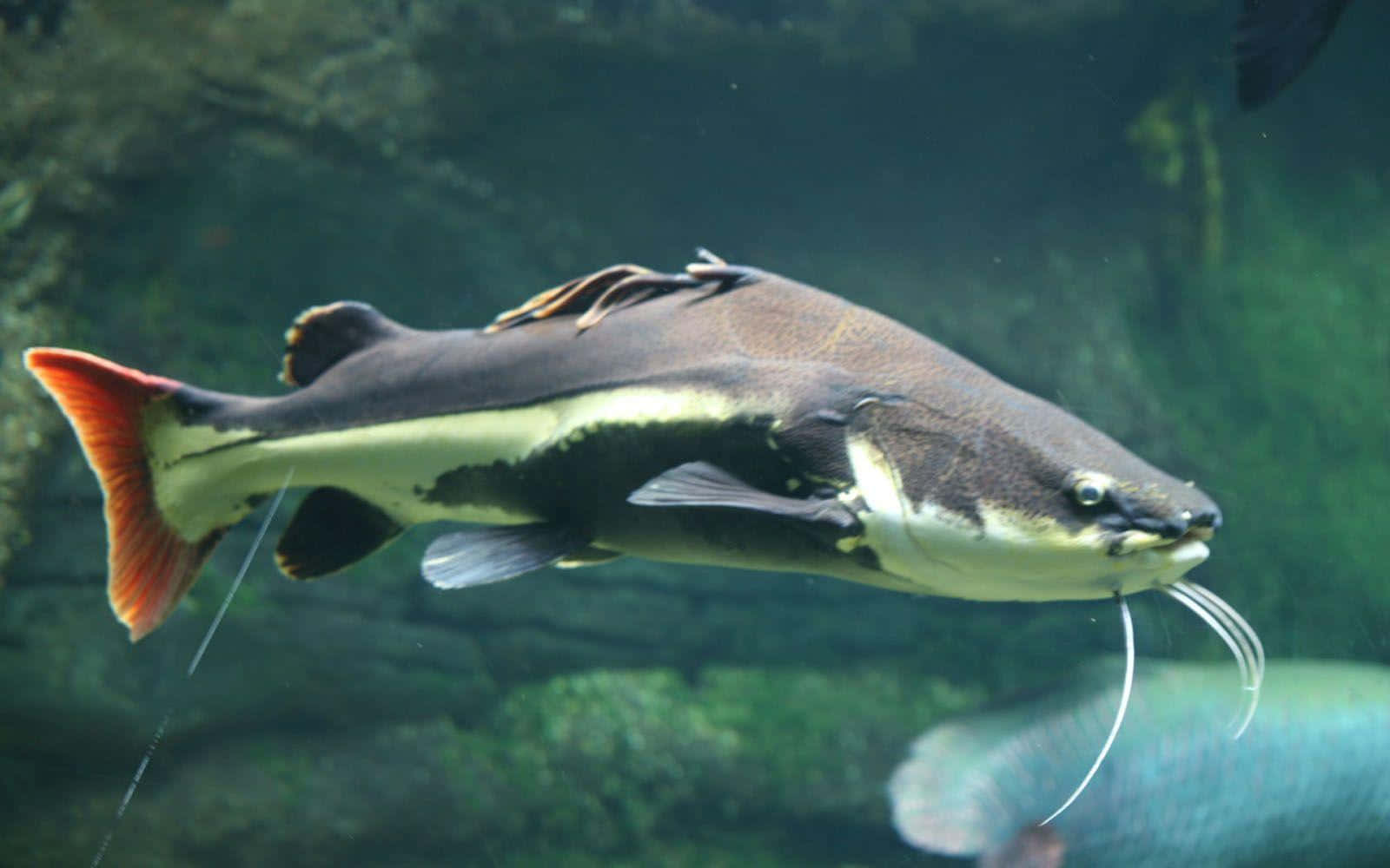 Catfish, vibrant orange tail, murky green water, HD Desktop Wallpaper