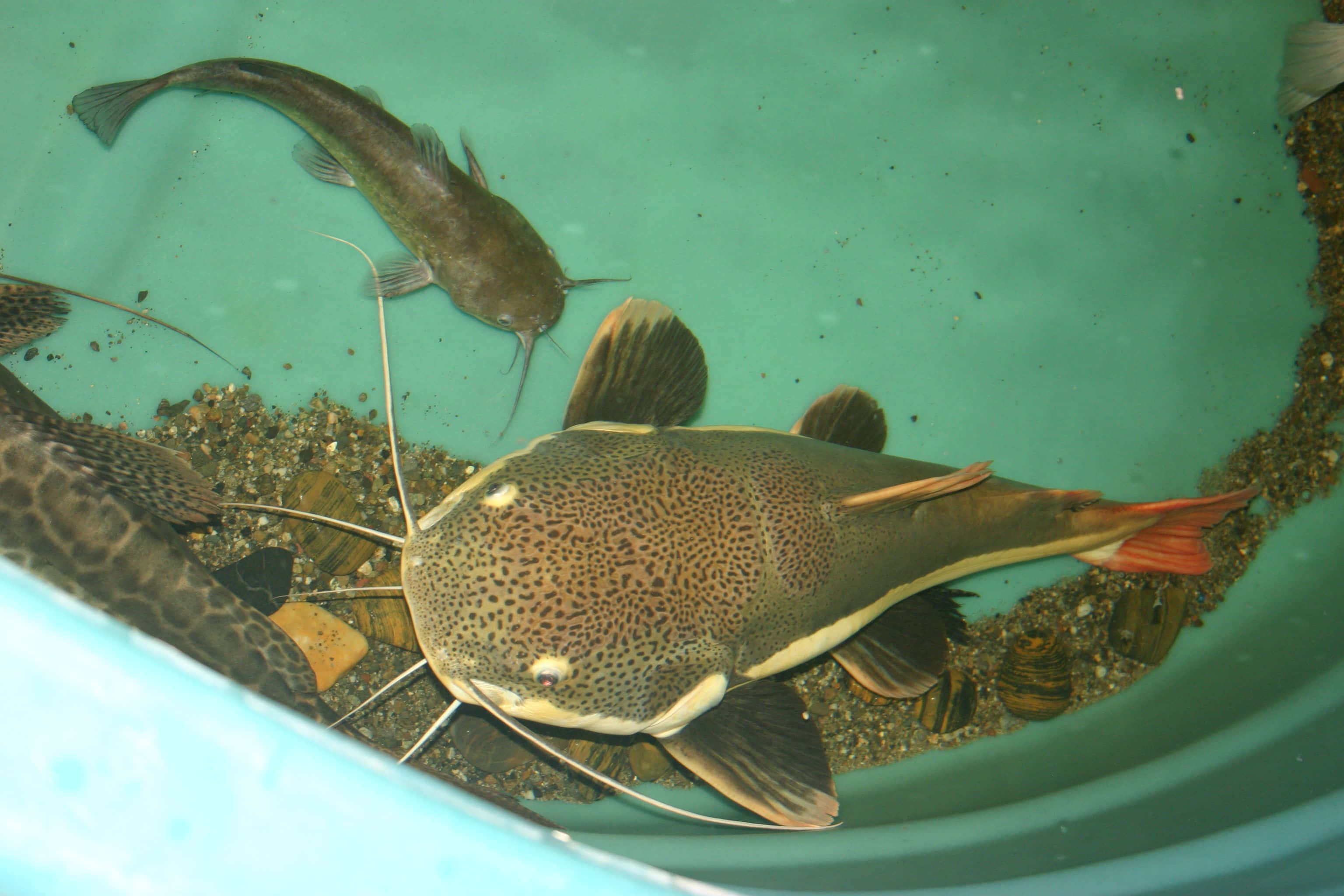Catfish, teal tank, gravel bed, 2K Desktop Wallpaper