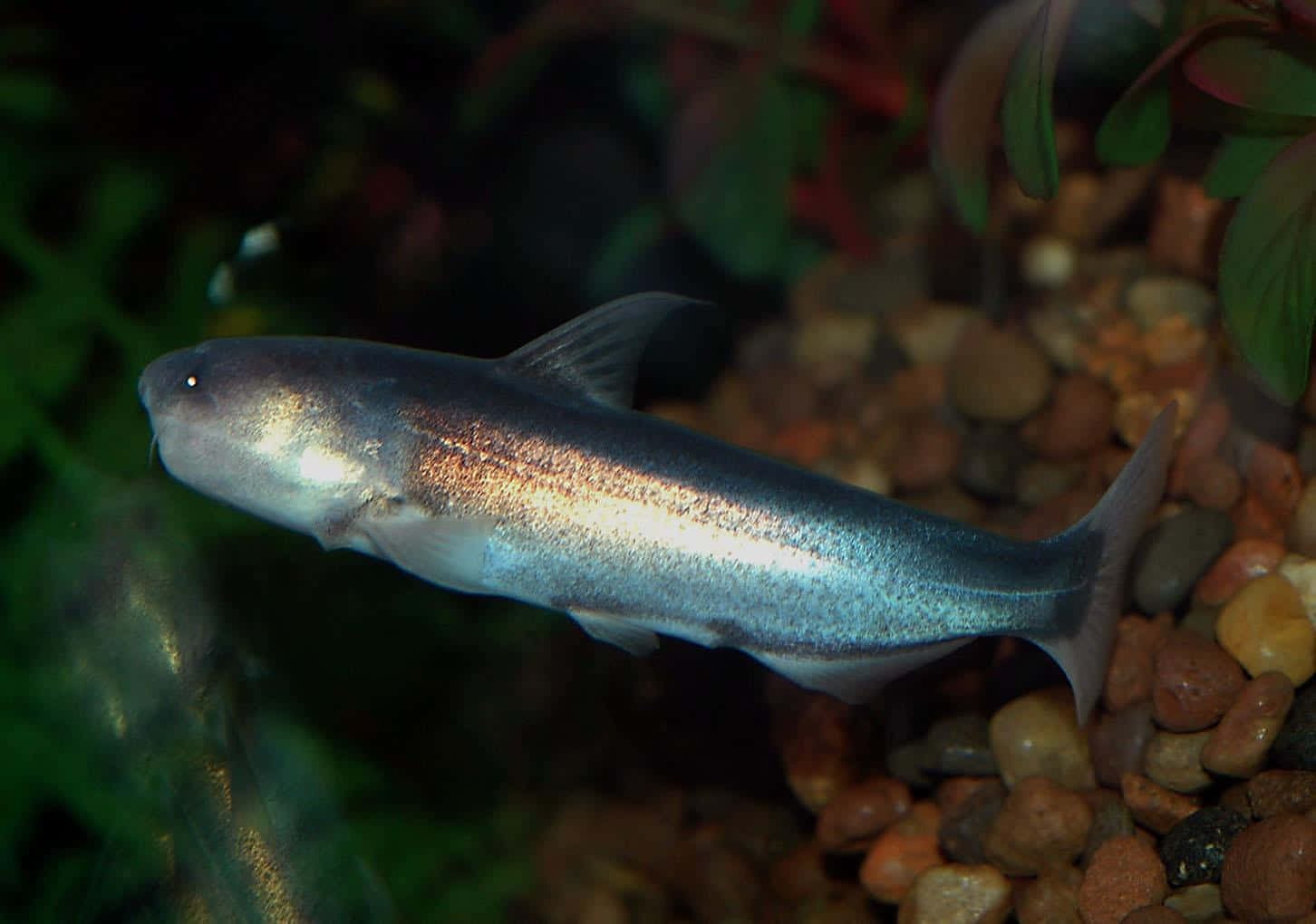 Catfish, sleek silver, colorful pebbles, HD Desktop Wallpaper