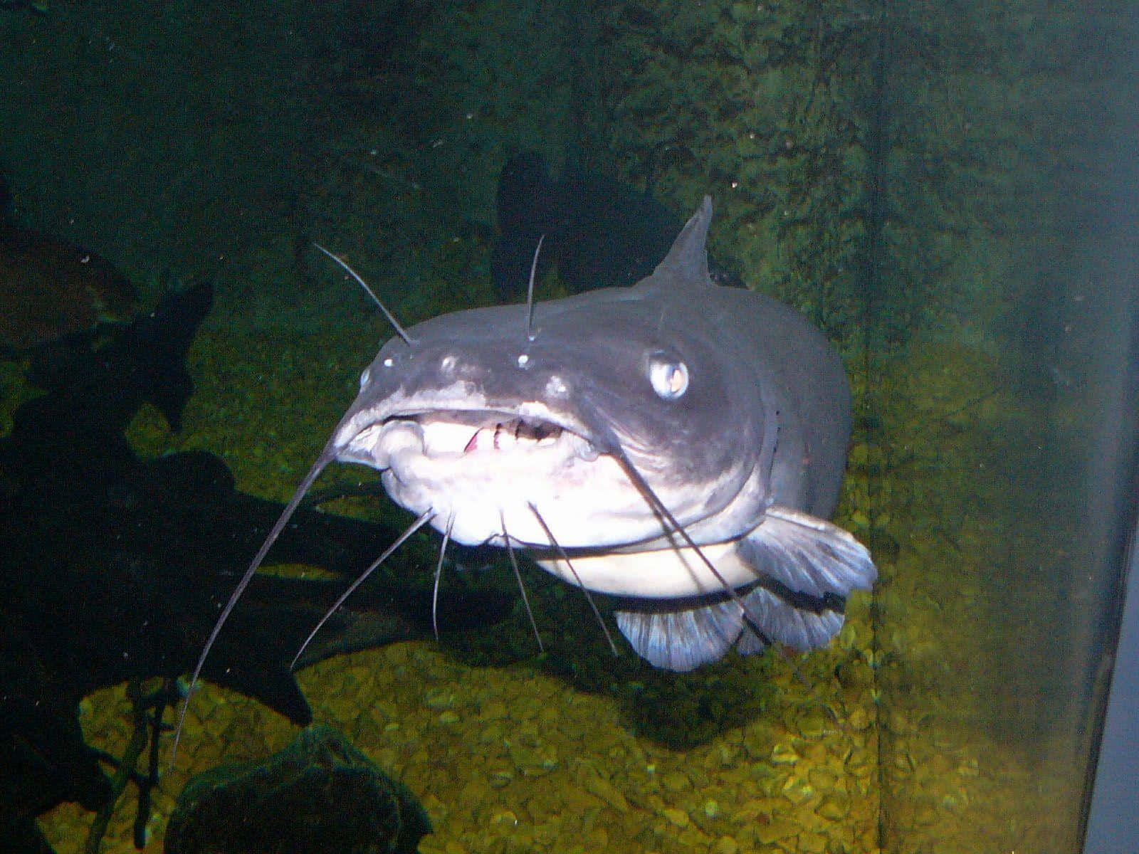 Grey Catfish, gray catfish, prominent whiskers, HD Desktop Wallpaper