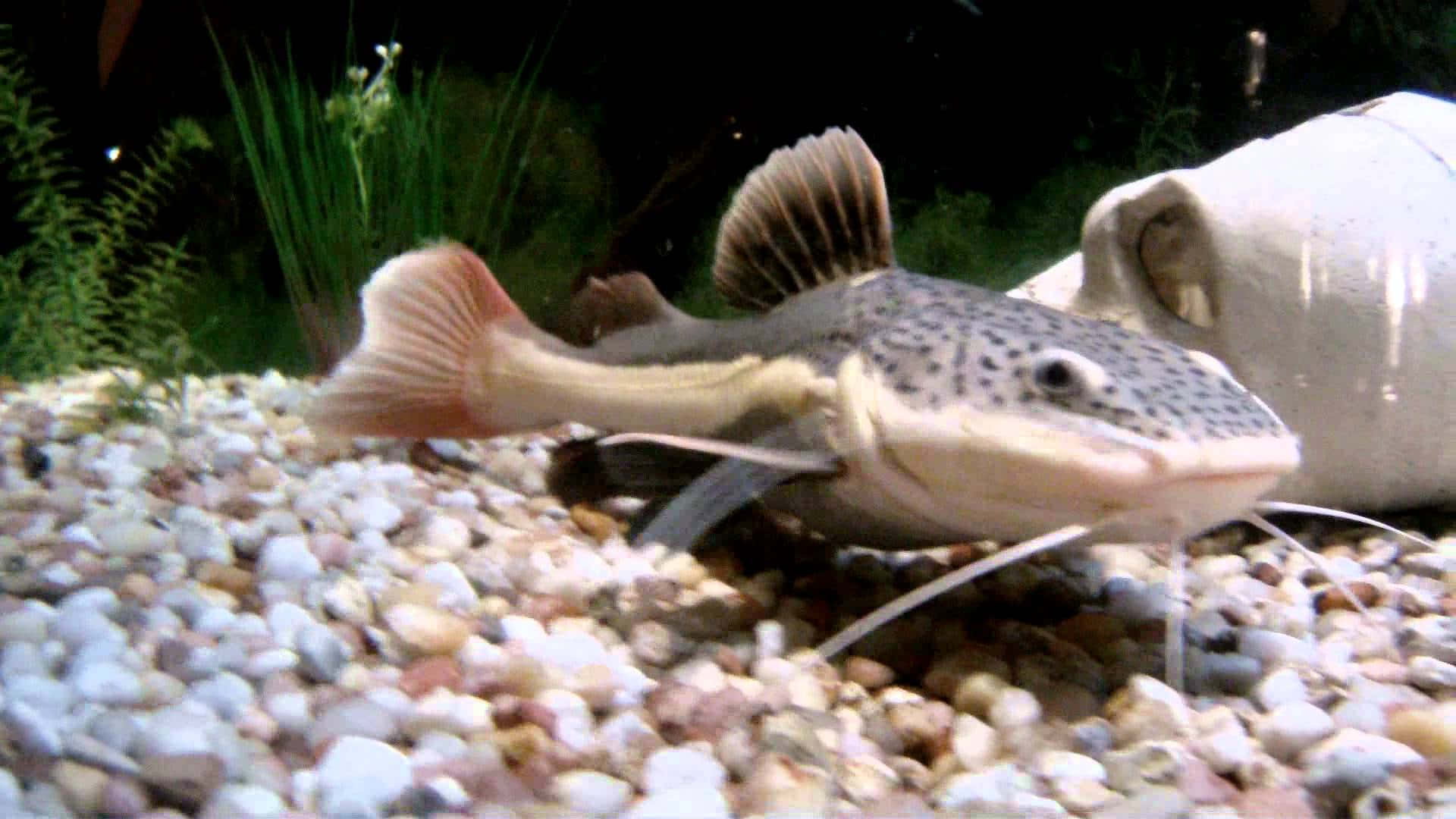 catfish, gravel, green plants, Full HD Desktop Wallpaper