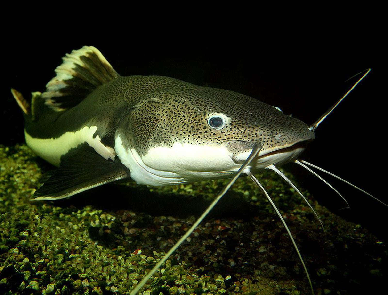 spotted catfish, long whiskers, gravelly riverbed, HD Desktop Wallpaper