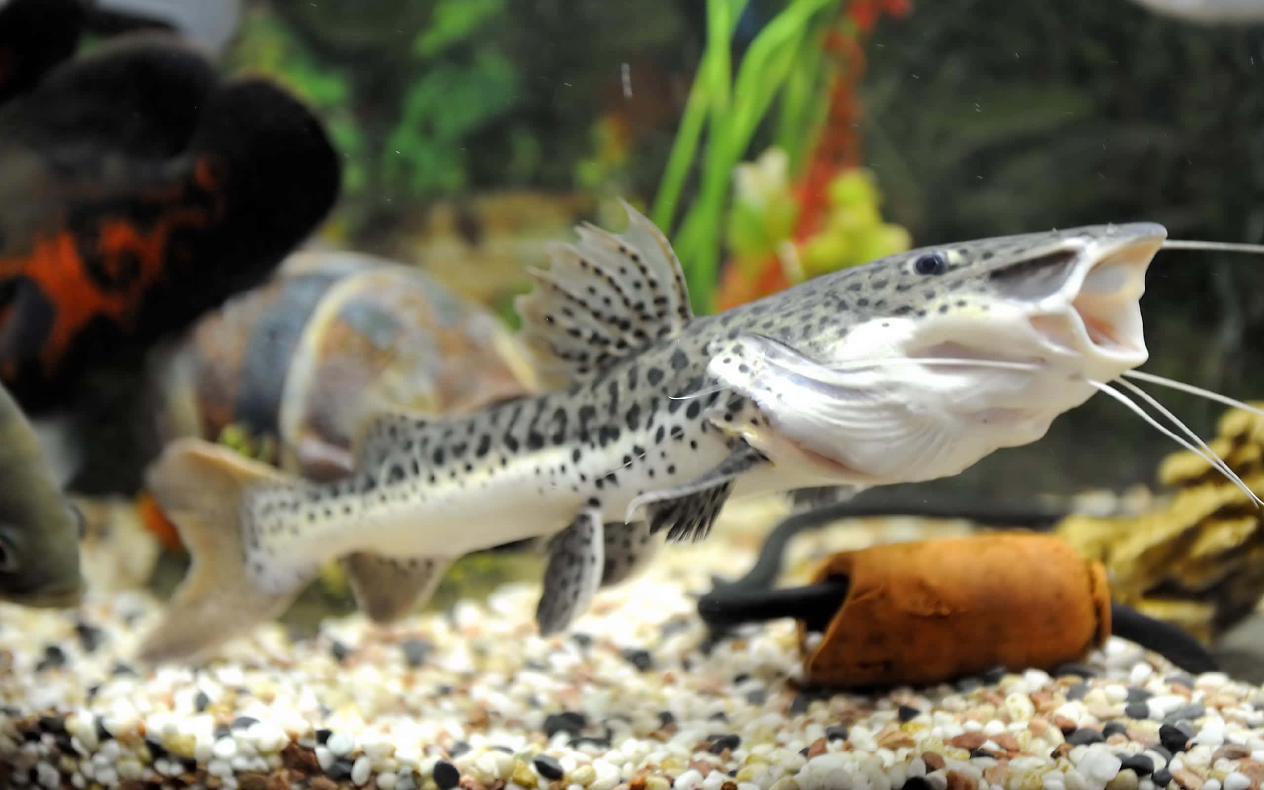 Catfish, spotted catfish, gravel-bottomed aquarium, 2K Desktop Wallpaper