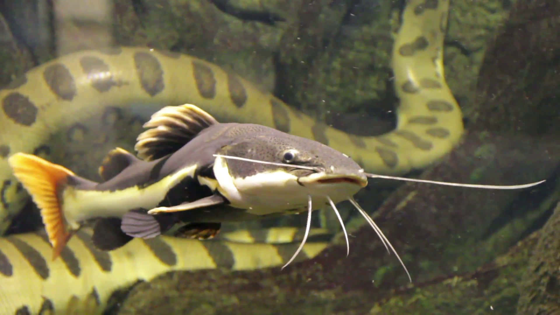 catfish, vibrant yellow, black spotted, Full HD Desktop Wallpaper