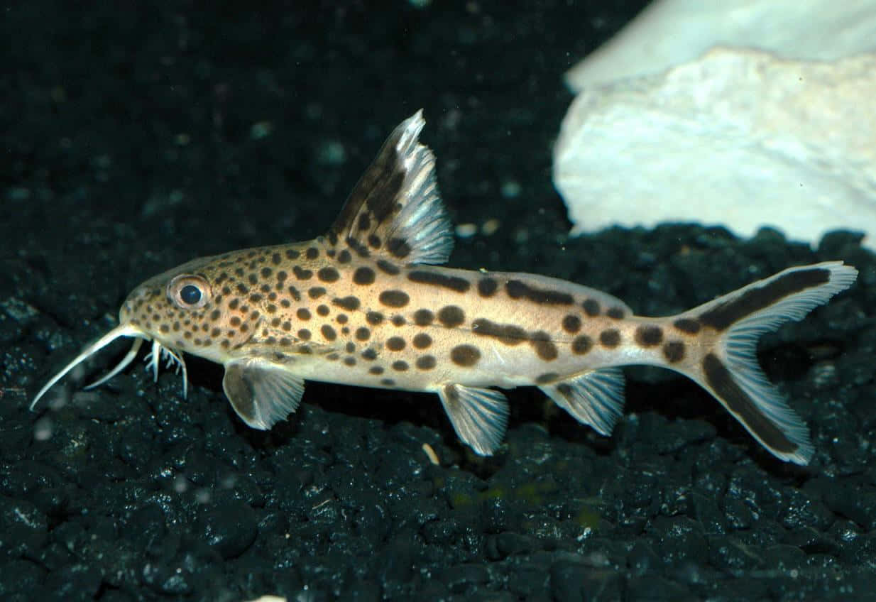 Catfish, spotted catfish, long whiskers, SD Desktop Wallpaper