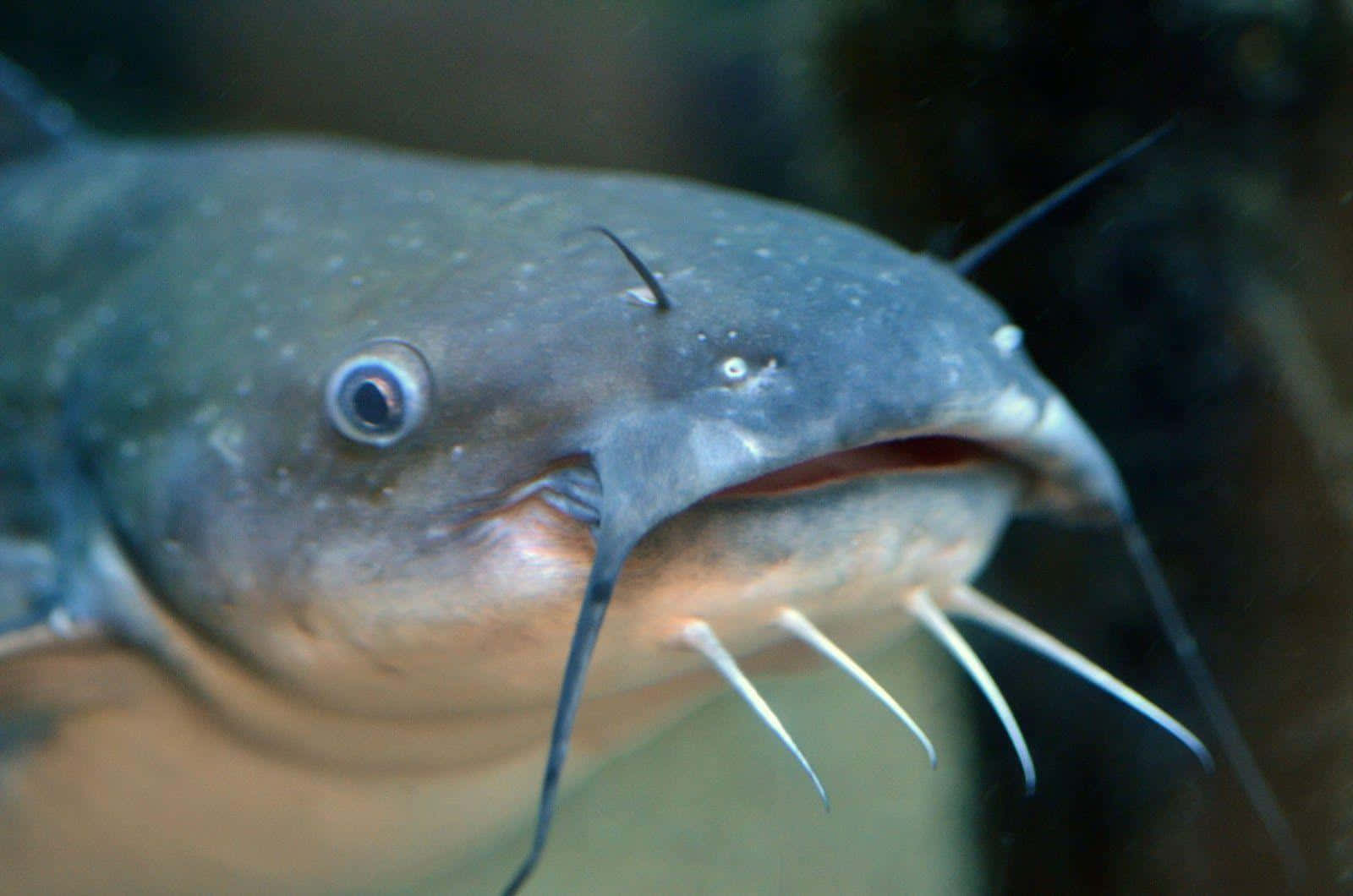 catfish, gray, whiskers, HD Desktop Wallpaper