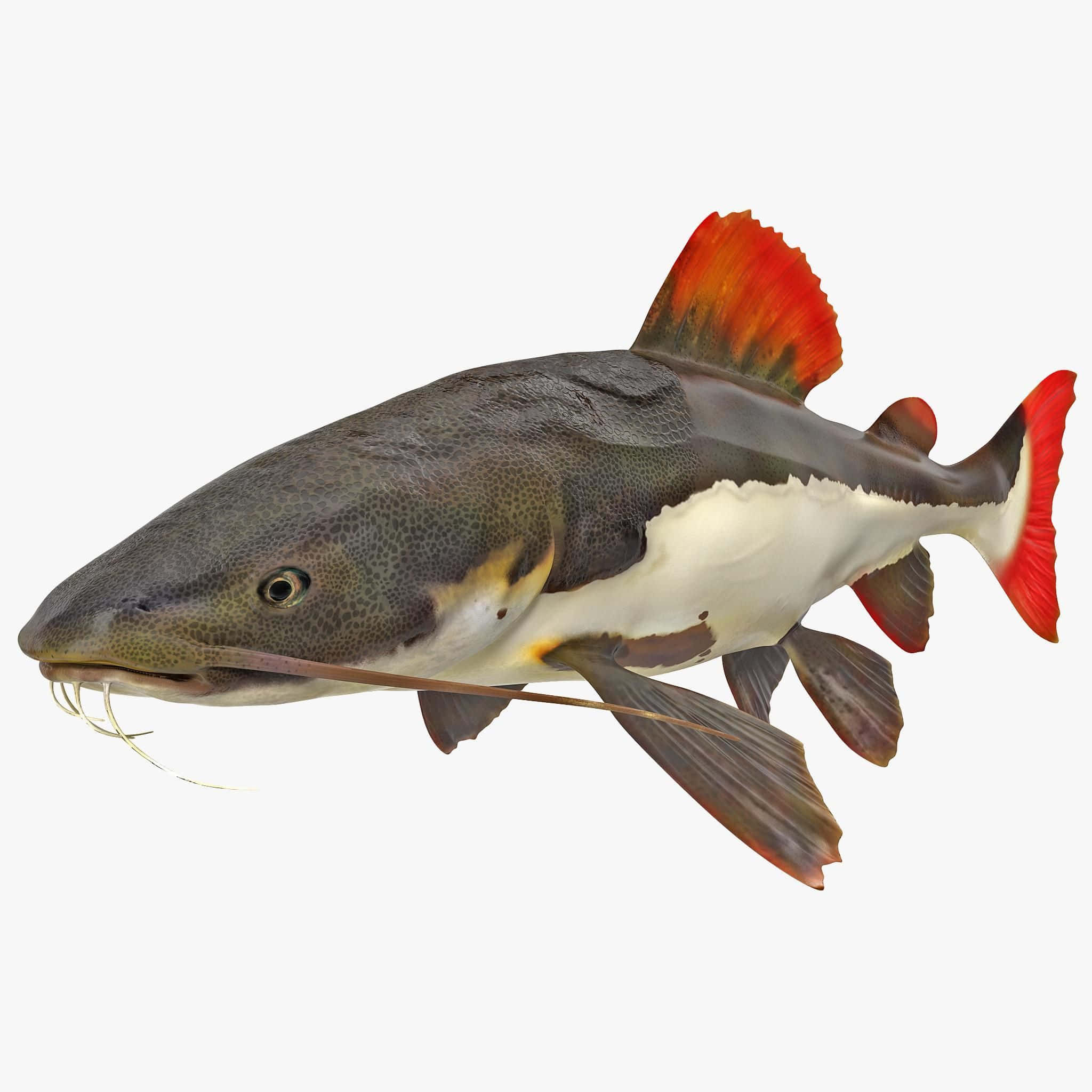 red-tailed catfish, speckled gray back, white belly, Full HD Desktop Wallpaper