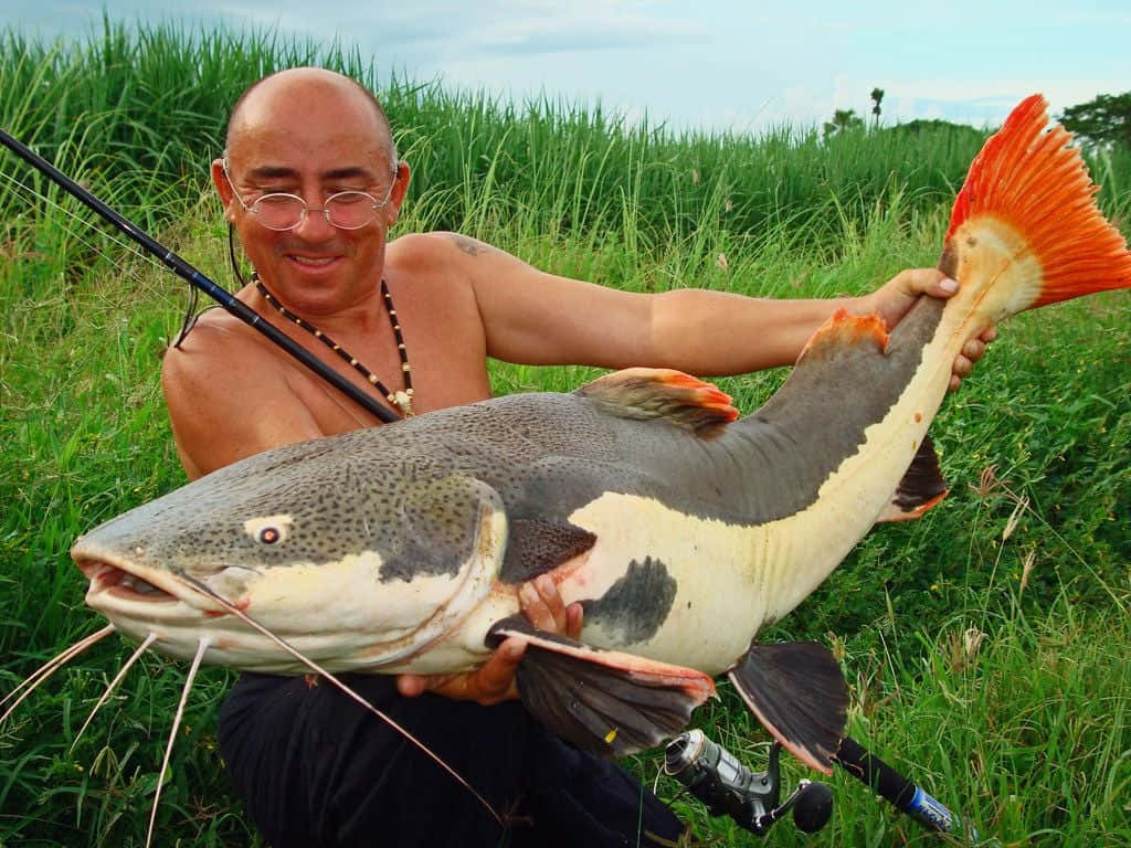 red-tailed catfish, bald man, glasses, SD Desktop Wallpaper