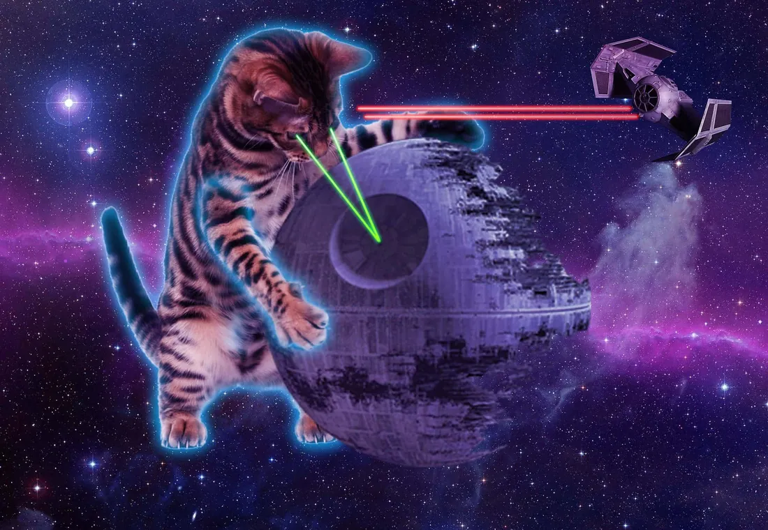Cats in space