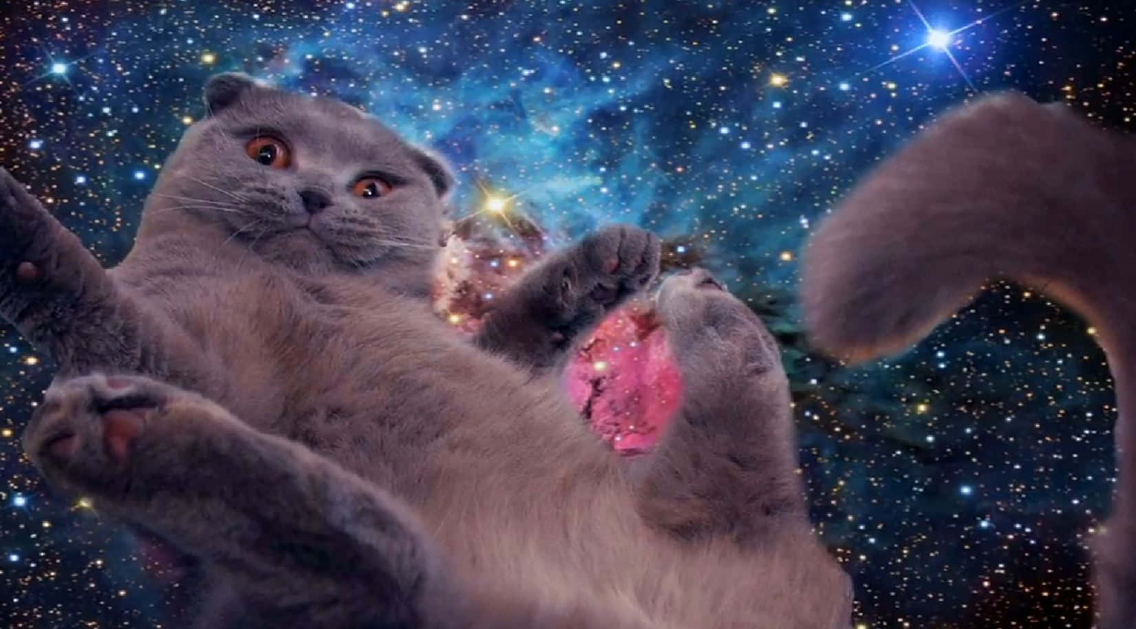 cats in space, fluffy gray cat, starry nebula, HD Desktop Wallpaper
