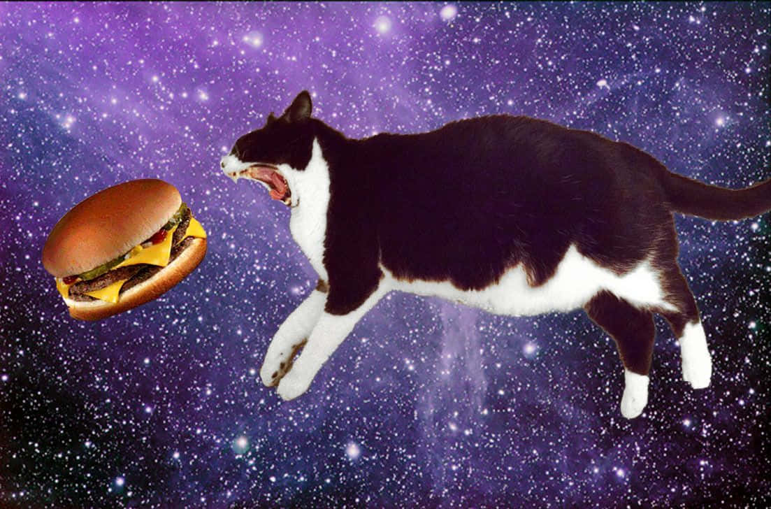 cats in space, starry purple galaxy, floating cheeseburger, SD Desktop Wallpaper