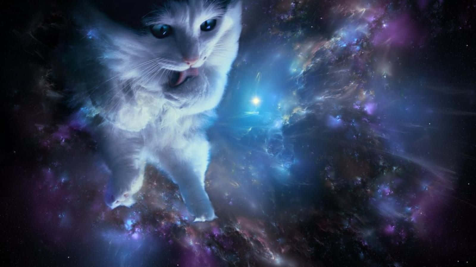 cats in space, fluffy white cat, glowing eyes, HD Desktop Wallpaper