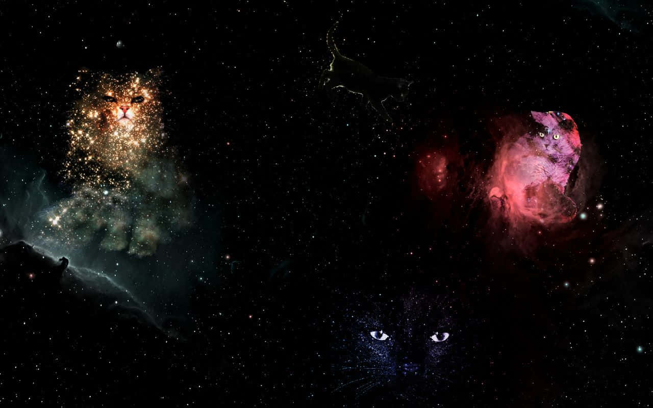 cats in space, nebulae, stars, HD Desktop Wallpaper
