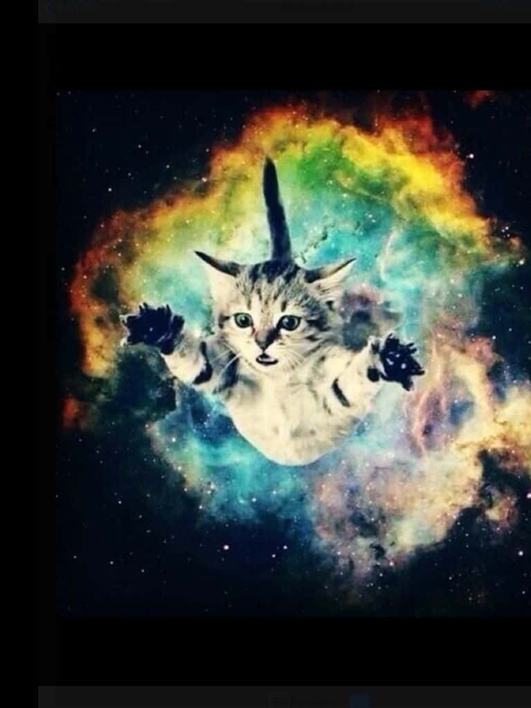 Cats in space, tabby kitten, cosmic nebula, SD Phone Wallpaper