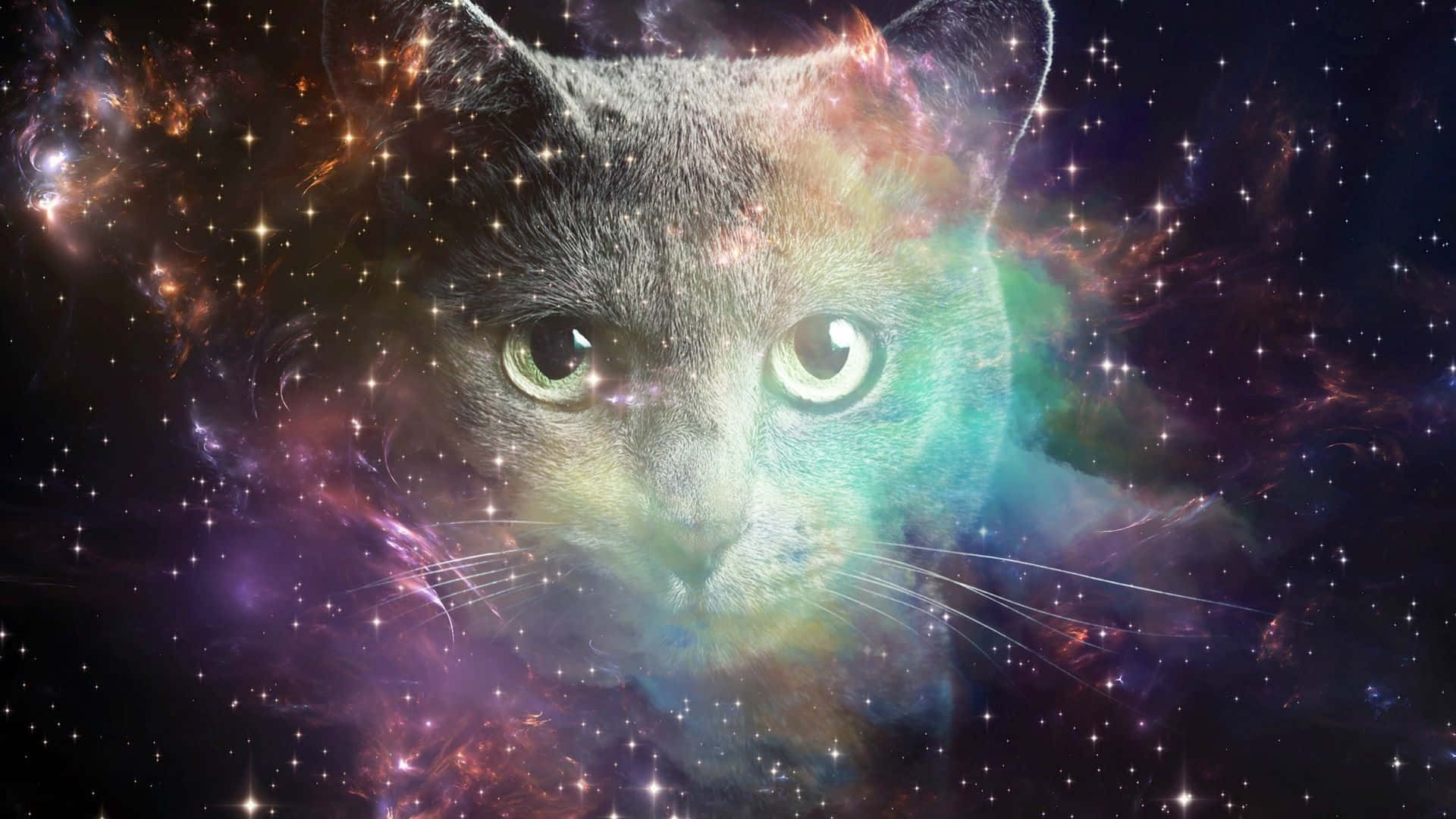 cats in space, gray cat, cosmic nebula, Full HD Desktop Wallpaper