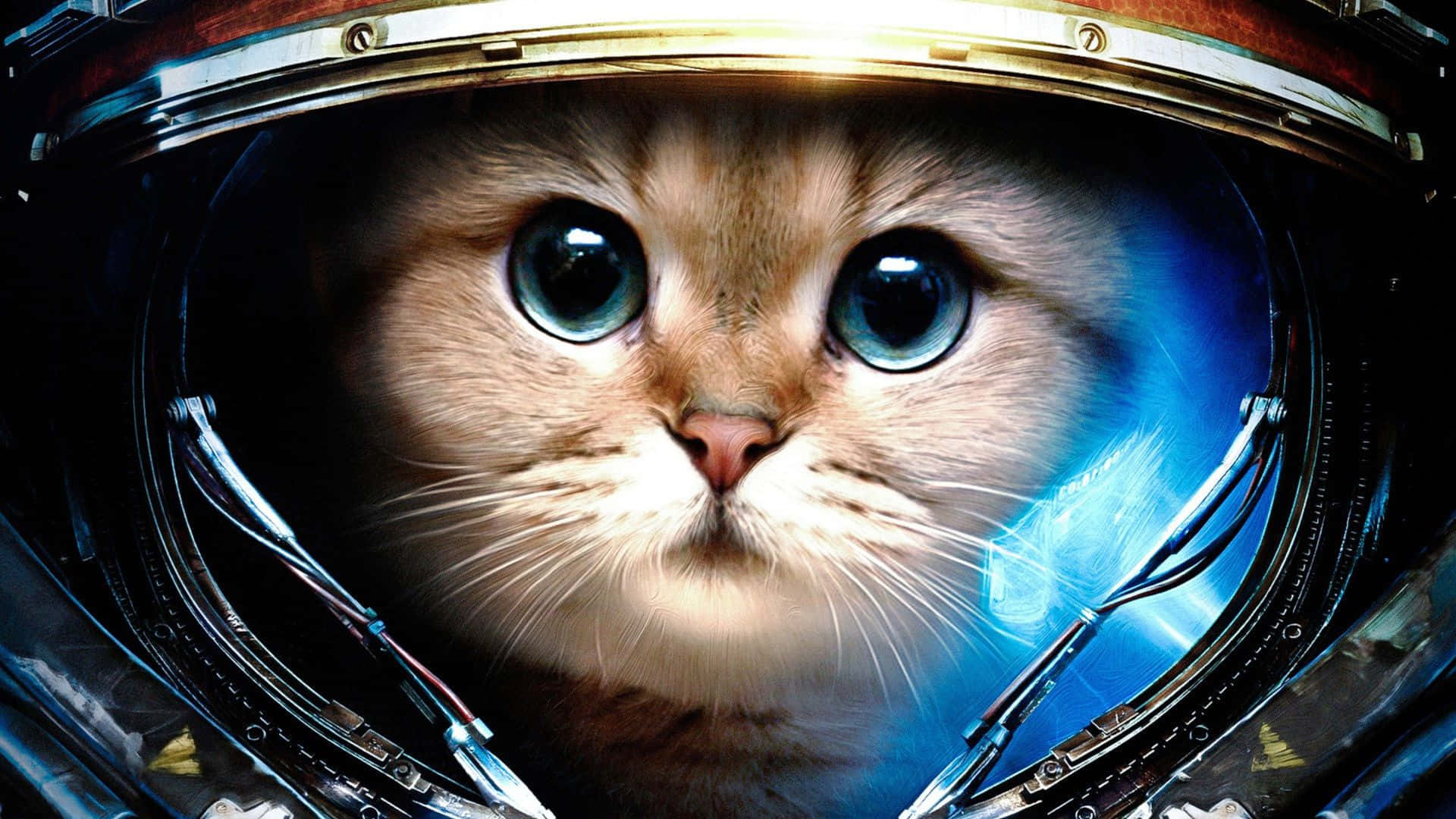 cats in space, astronaut helmet, fluffy cat, Full HD Desktop Wallpaper