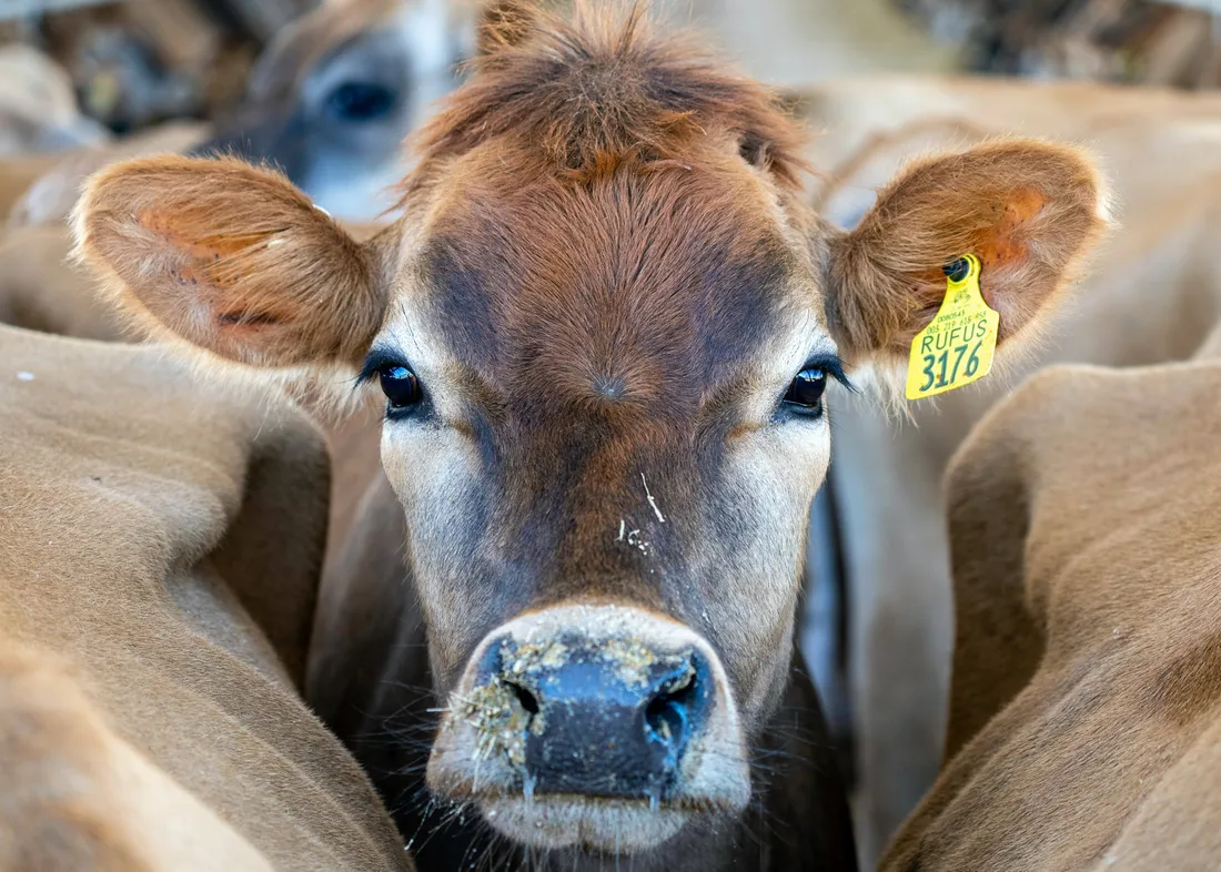 Cattle