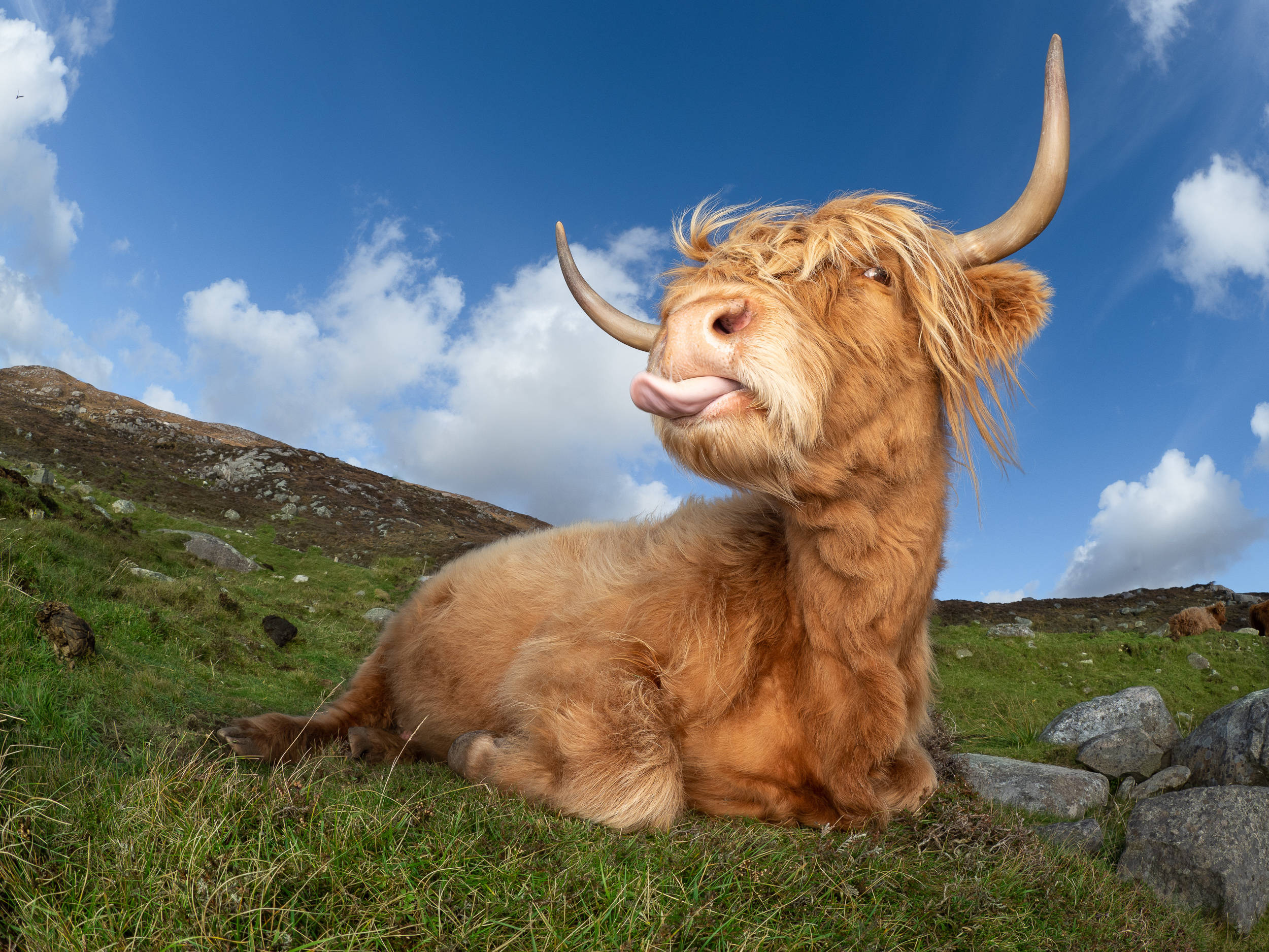 furry uk highland cattle, fluffy golden highland cow, grassy hills, Full HD Desktop Wallpaper