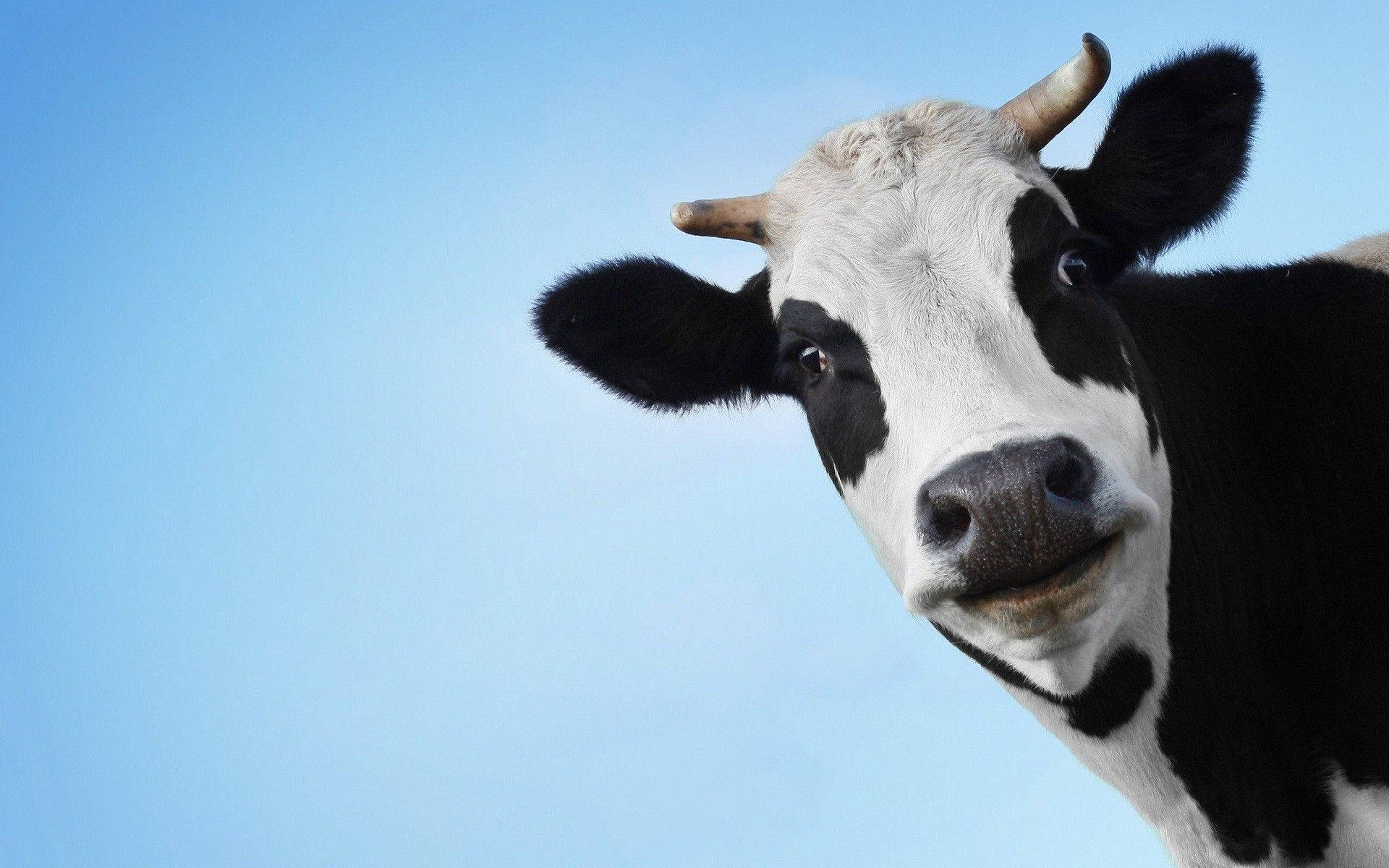 black and white cow, curved horns, clear blue sky, Full HD Desktop Wallpaper