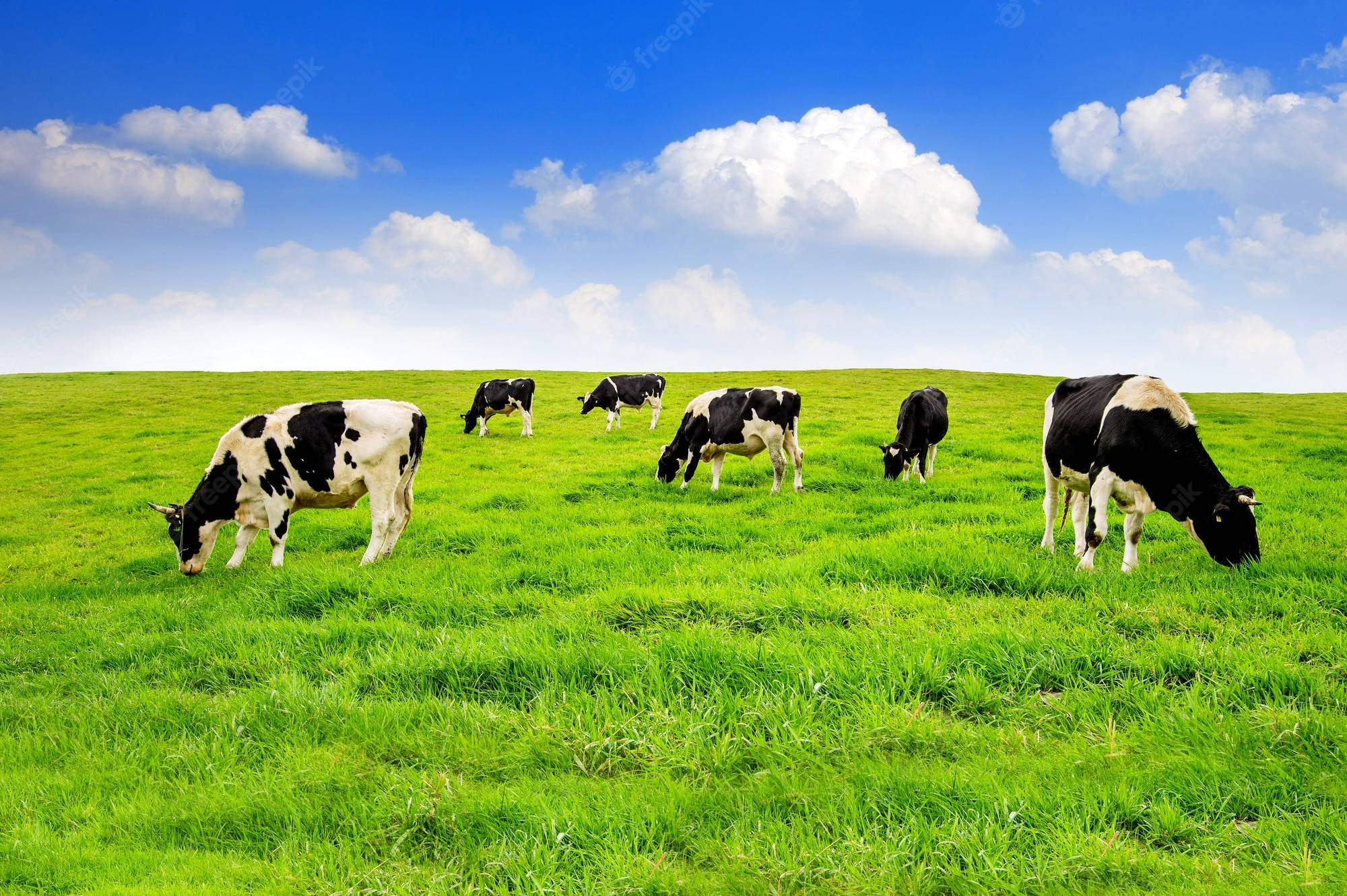 black and white cows, vibrant green field, bright blue sky, Full HD Desktop Wallpaper