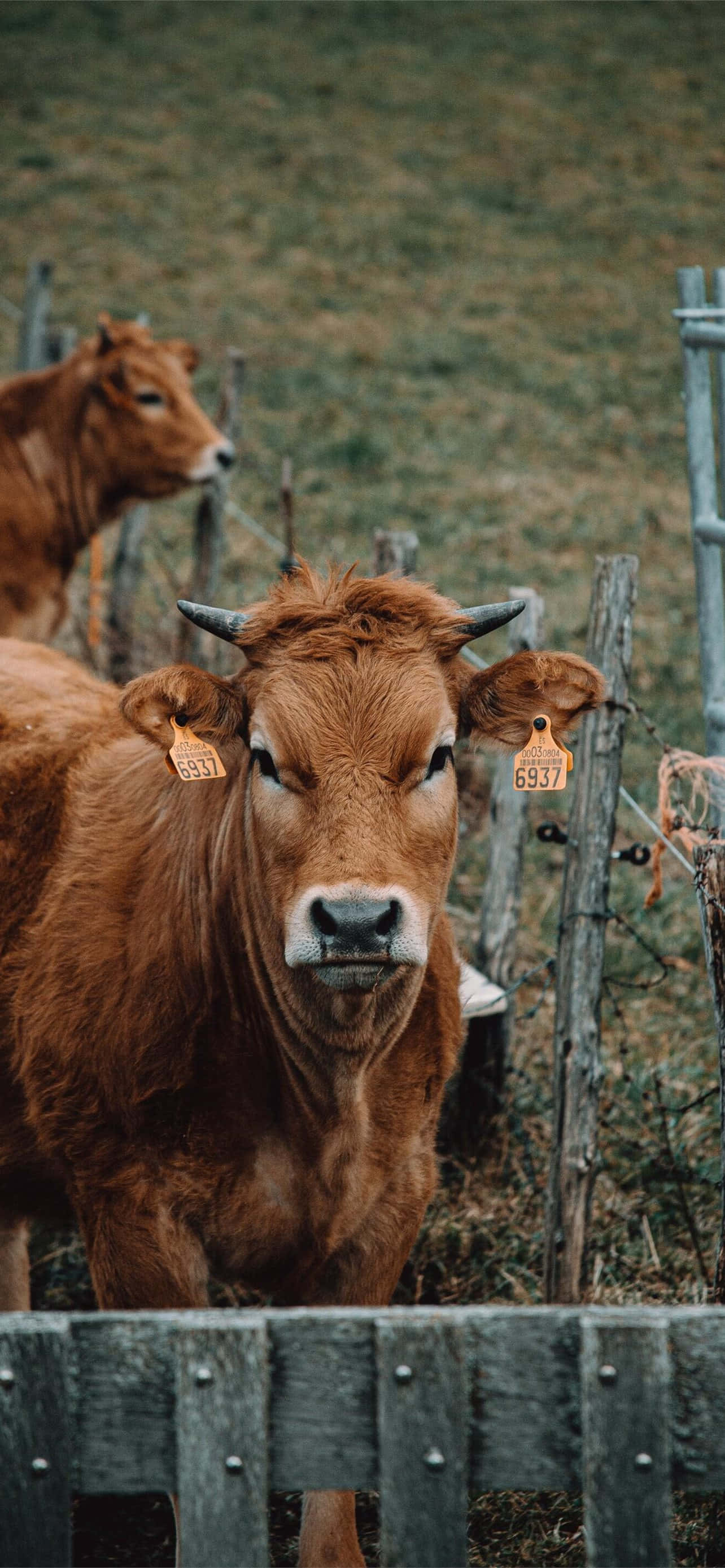 cow, brown cow, ear tags, 2K Phone Wallpaper
