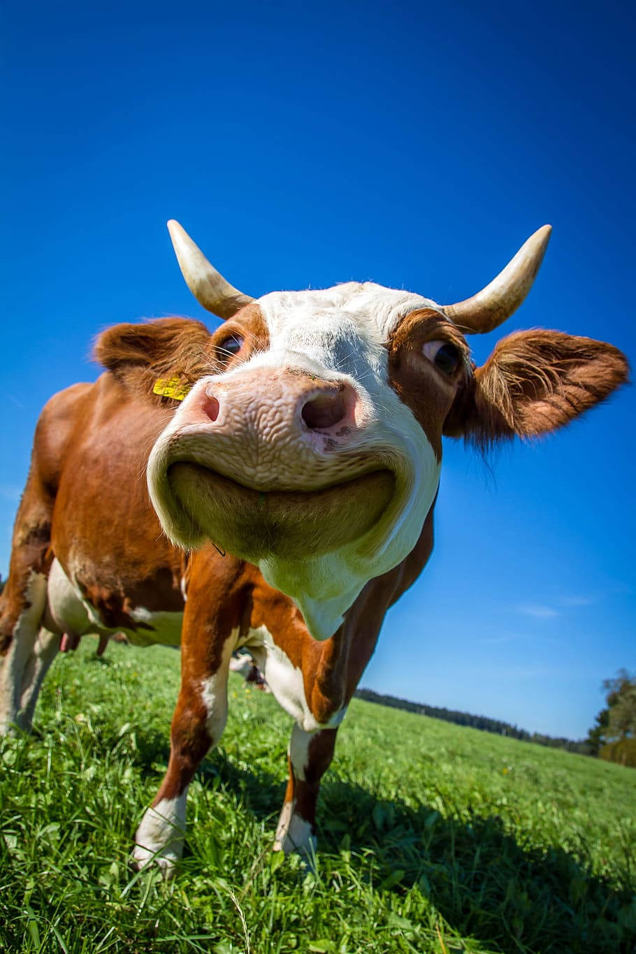 brown and white cow, curved horns, vibrant blue sky, HD Phone Wallpaper