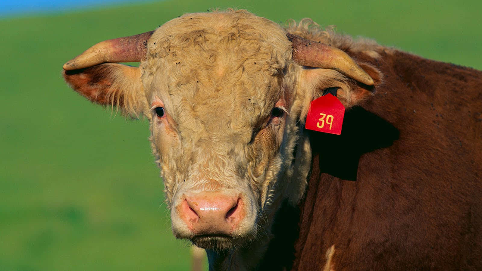 Cattle, red ear tag numbered 39, vibrant green field, HD Desktop Wallpaper