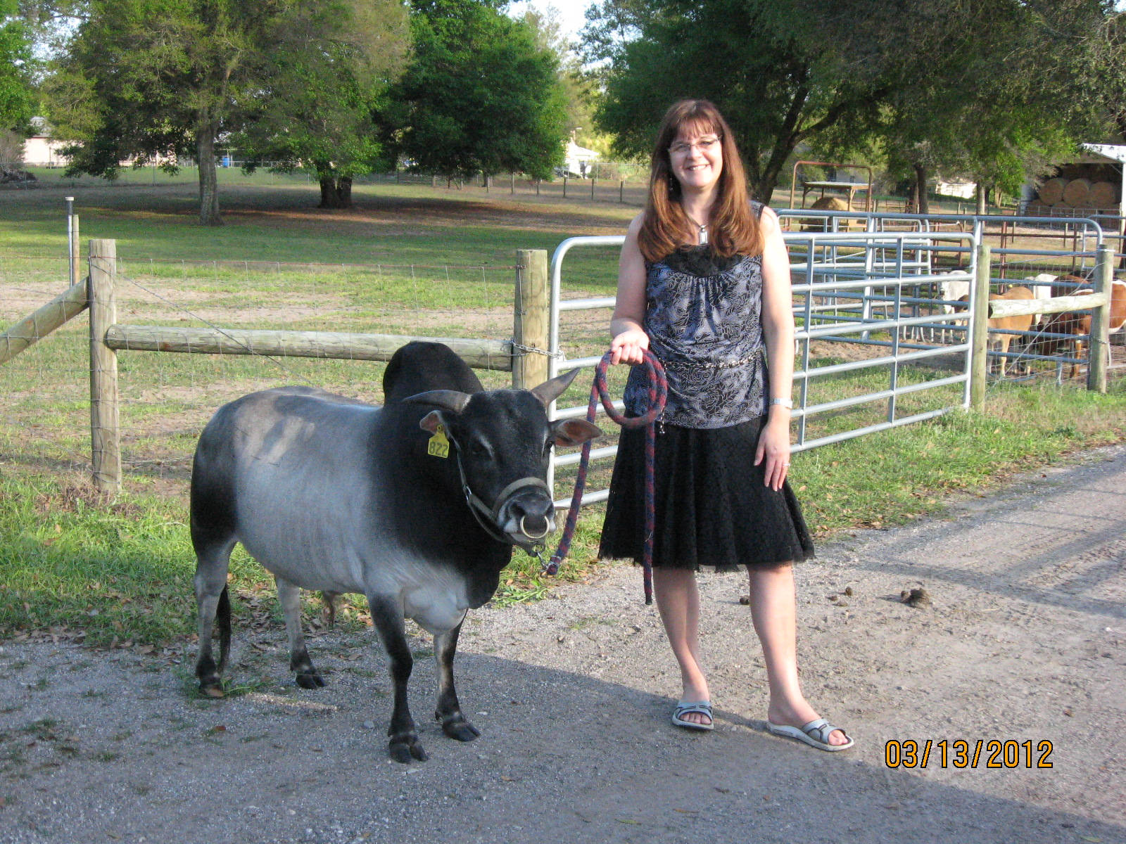 woman, dwarf zebu cattle, black and grey cow, HD Desktop Wallpaper