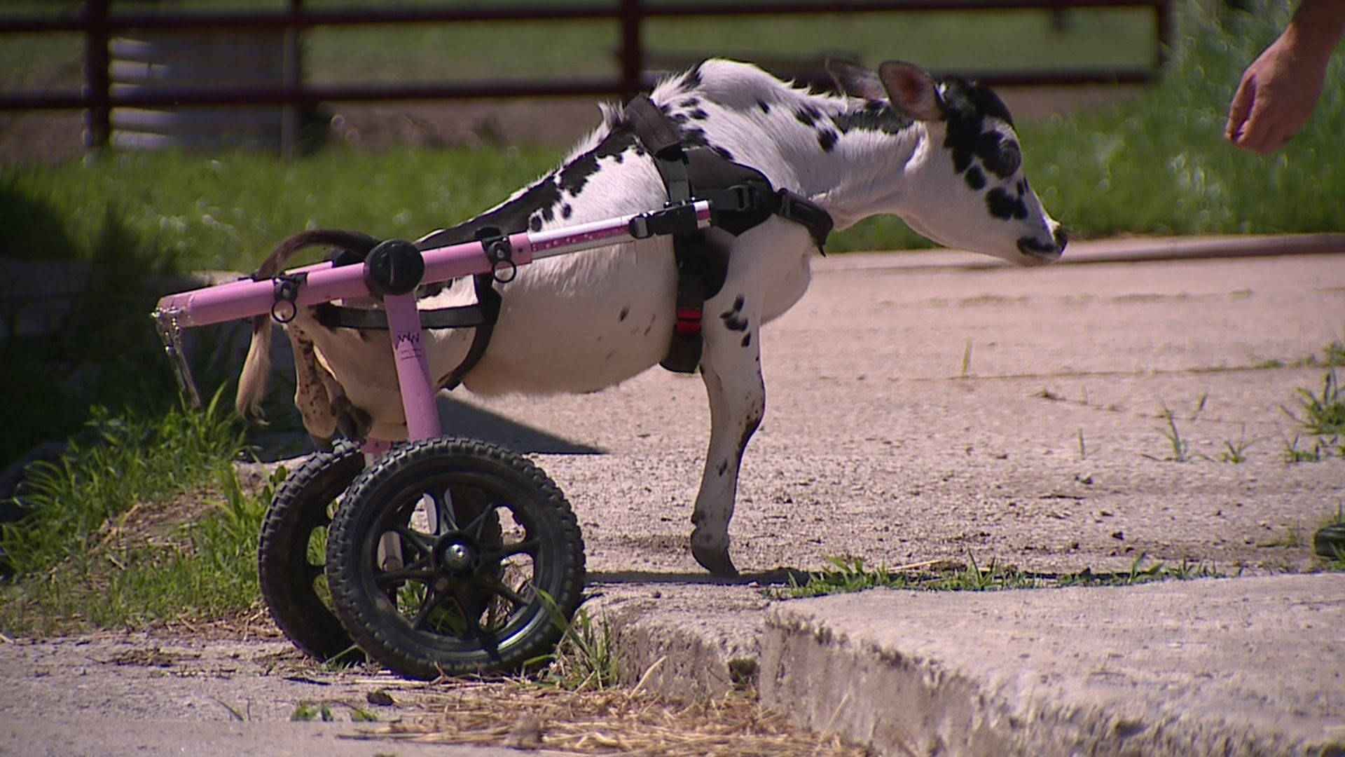 disabled Nelore Zebu cattle, black and white calf, pink wheelchair, Full HD Desktop Wallpaper