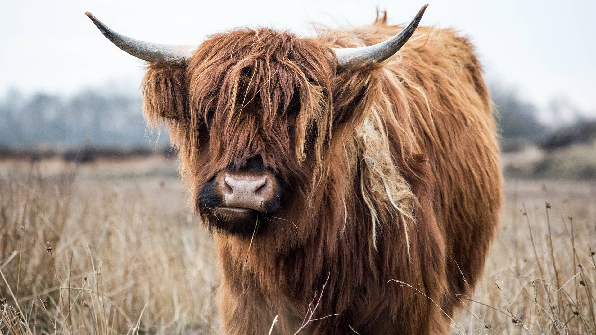 Highland cow, long shaggy brown fur, curved horns, Full HD Desktop Wallpaper
