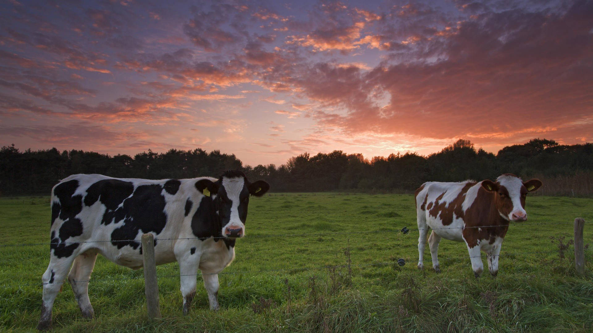 dairy cattle breeds, green field, dramatic sunset sky, Full HD Desktop Wallpaper