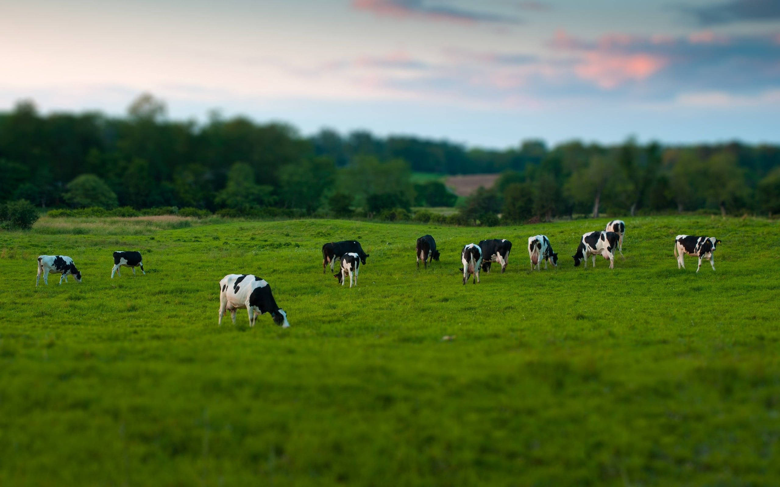 black and white cattle breeds, grass field, lush green field, 2K Desktop Wallpaper
