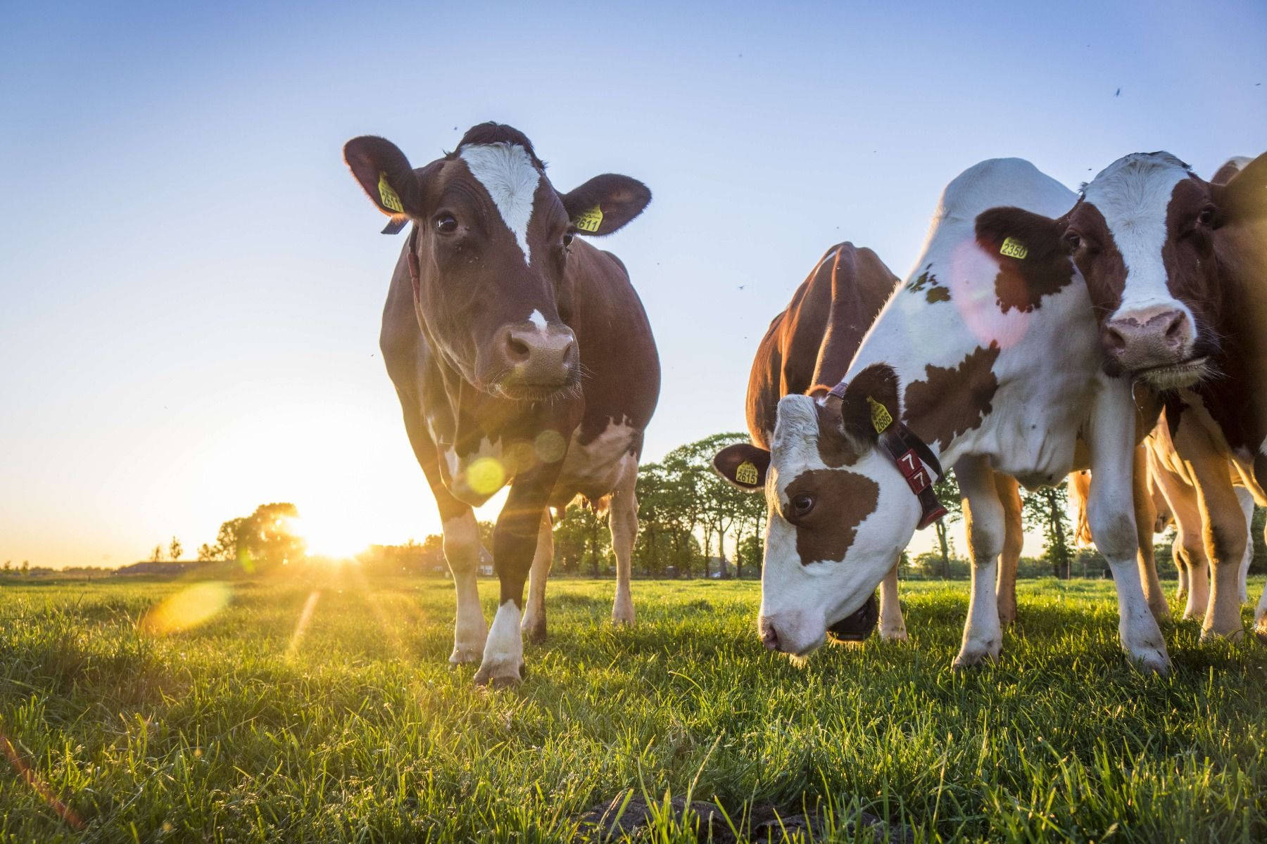 dairy cattle breeds, brown and white patches, sunlit green field, HD Desktop Wallpaper