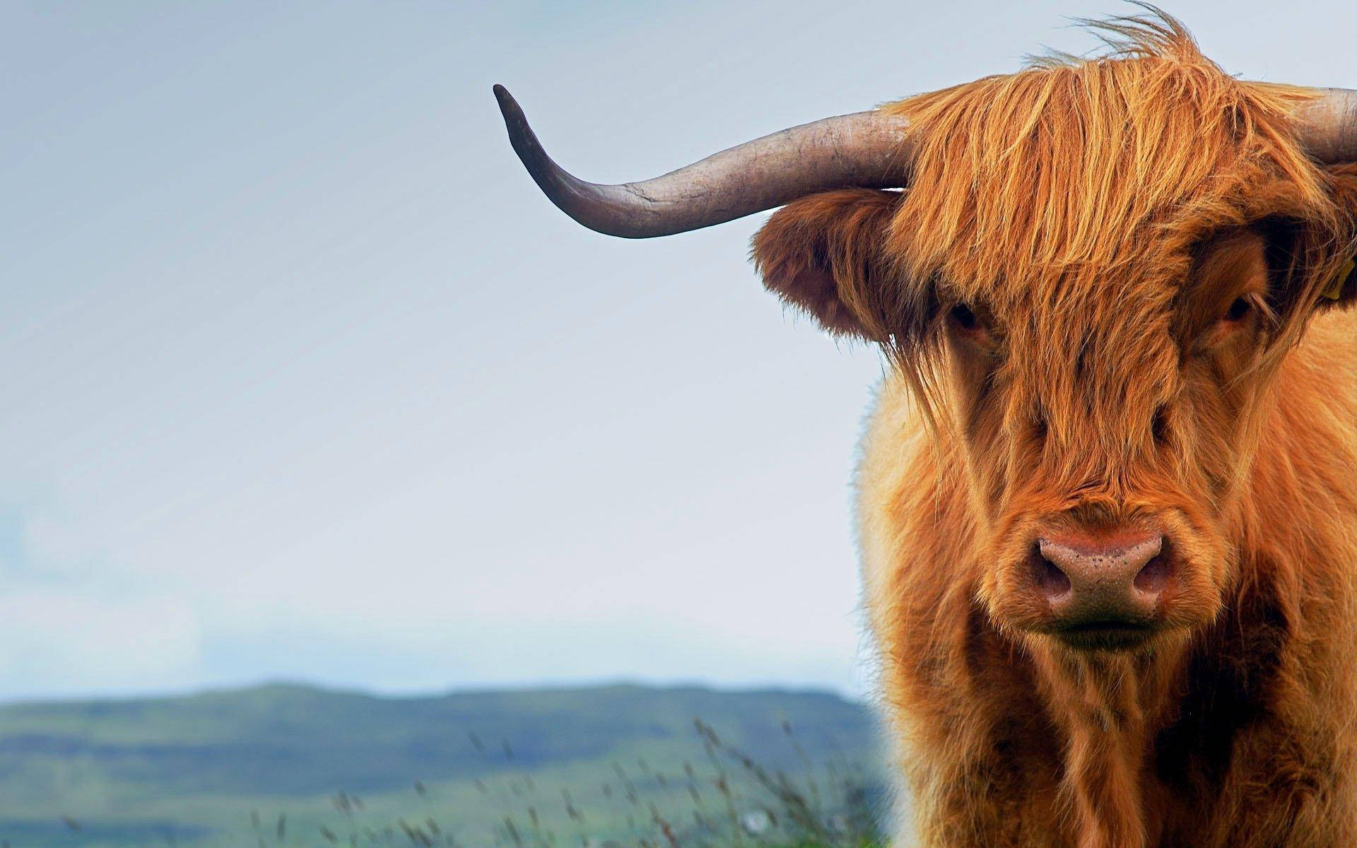 Highland cow, long shaggy orange fur, curved horns, Full HD Desktop Wallpaper