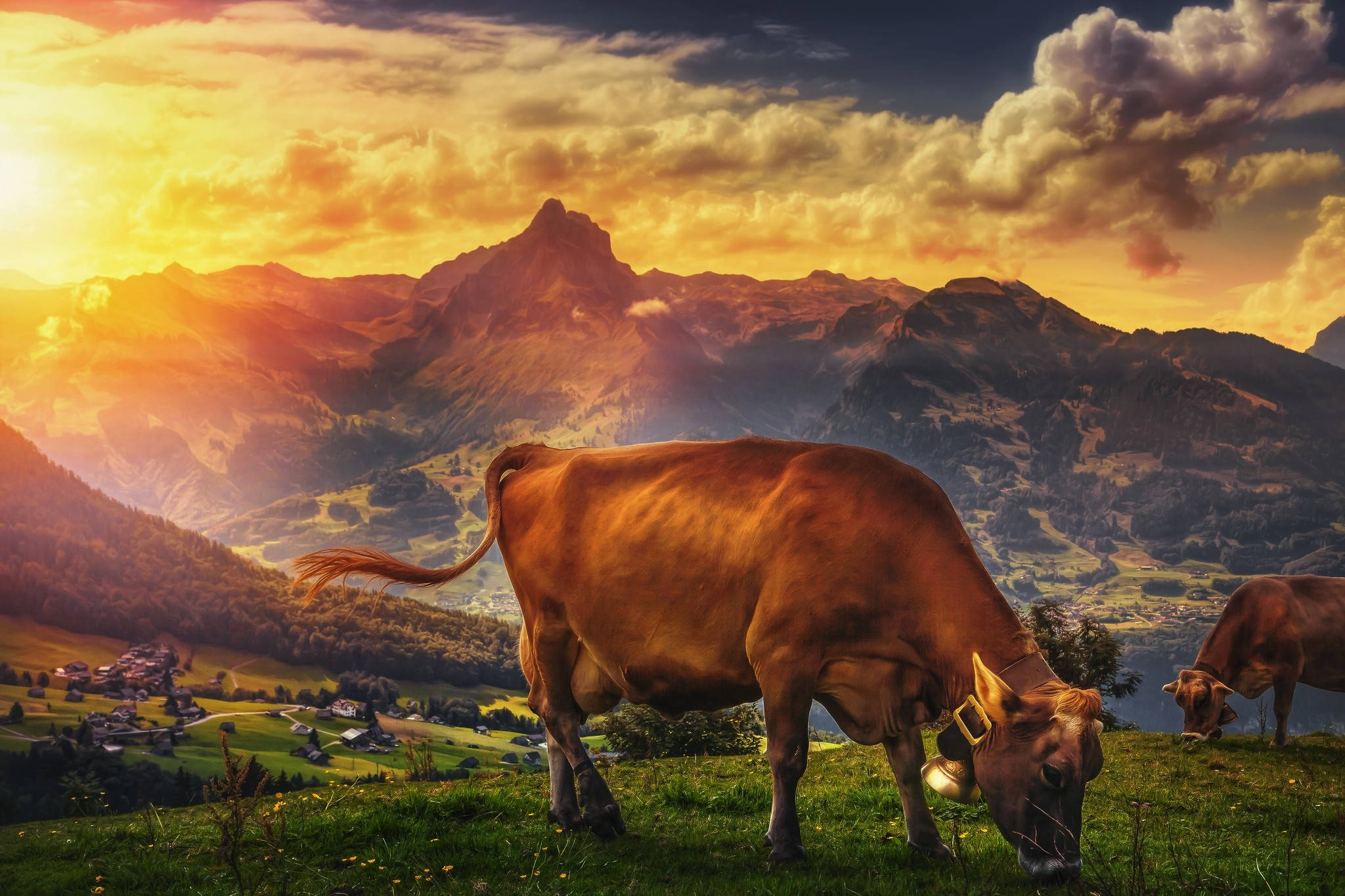 Jersey cattle breeds, sunlight, sunset, Full HD Desktop Wallpaper