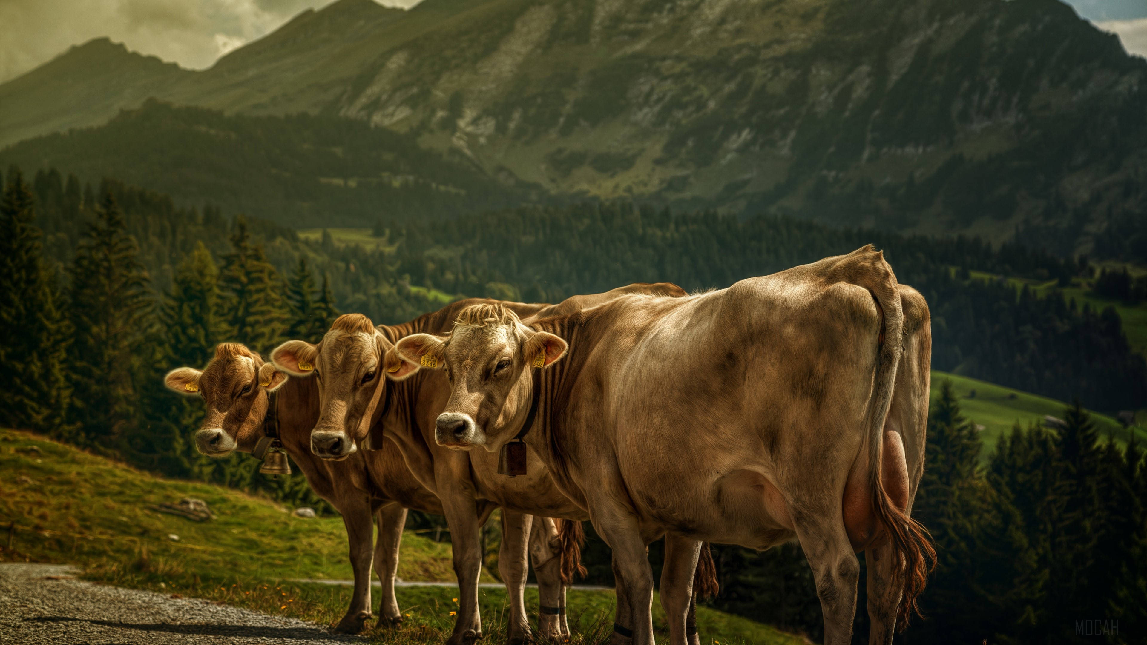brown cows, grassy hillside, road, 4K Desktop Wallpaper