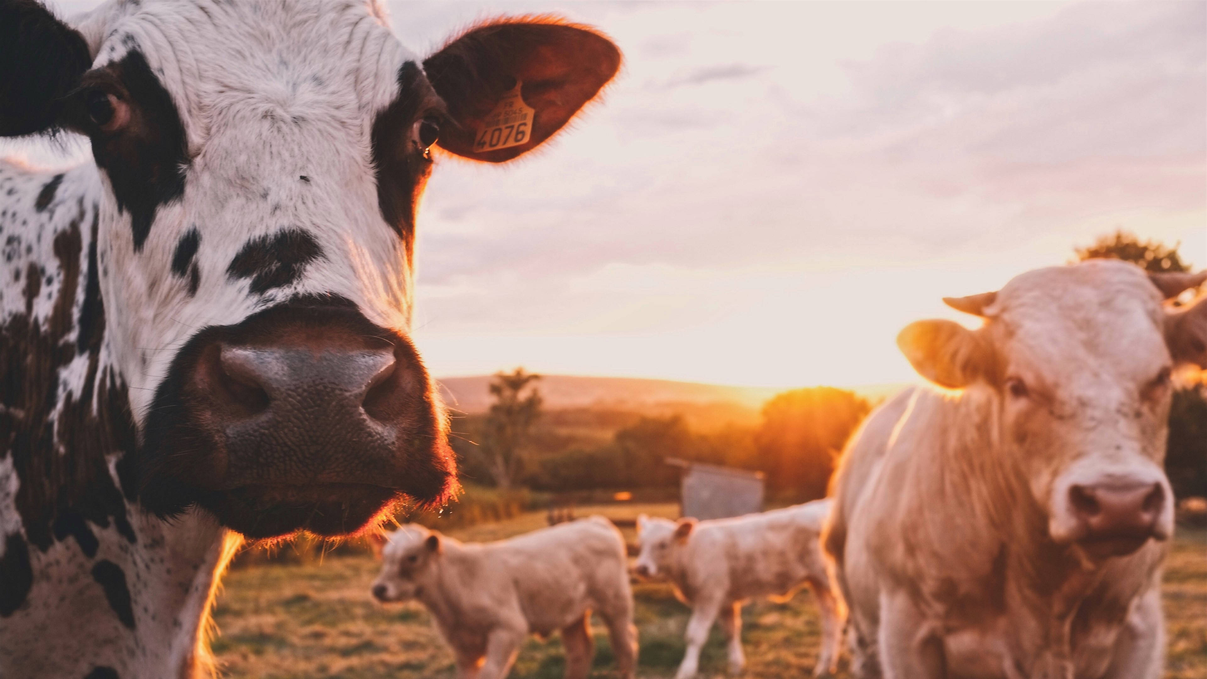 black and white cow, tag on its ear, golden sunset field, 4K Desktop Wallpaper