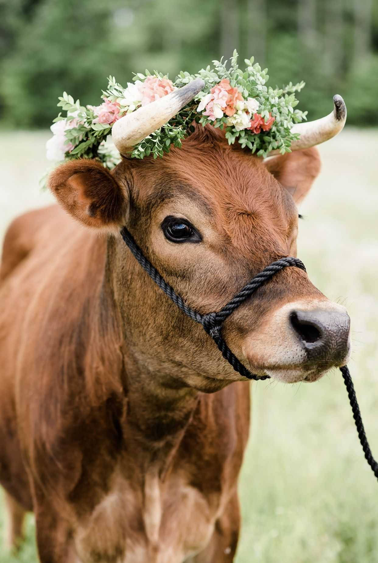brown cow, floral crown of pink and white blooms, sunlit field, HD Phone Wallpaper