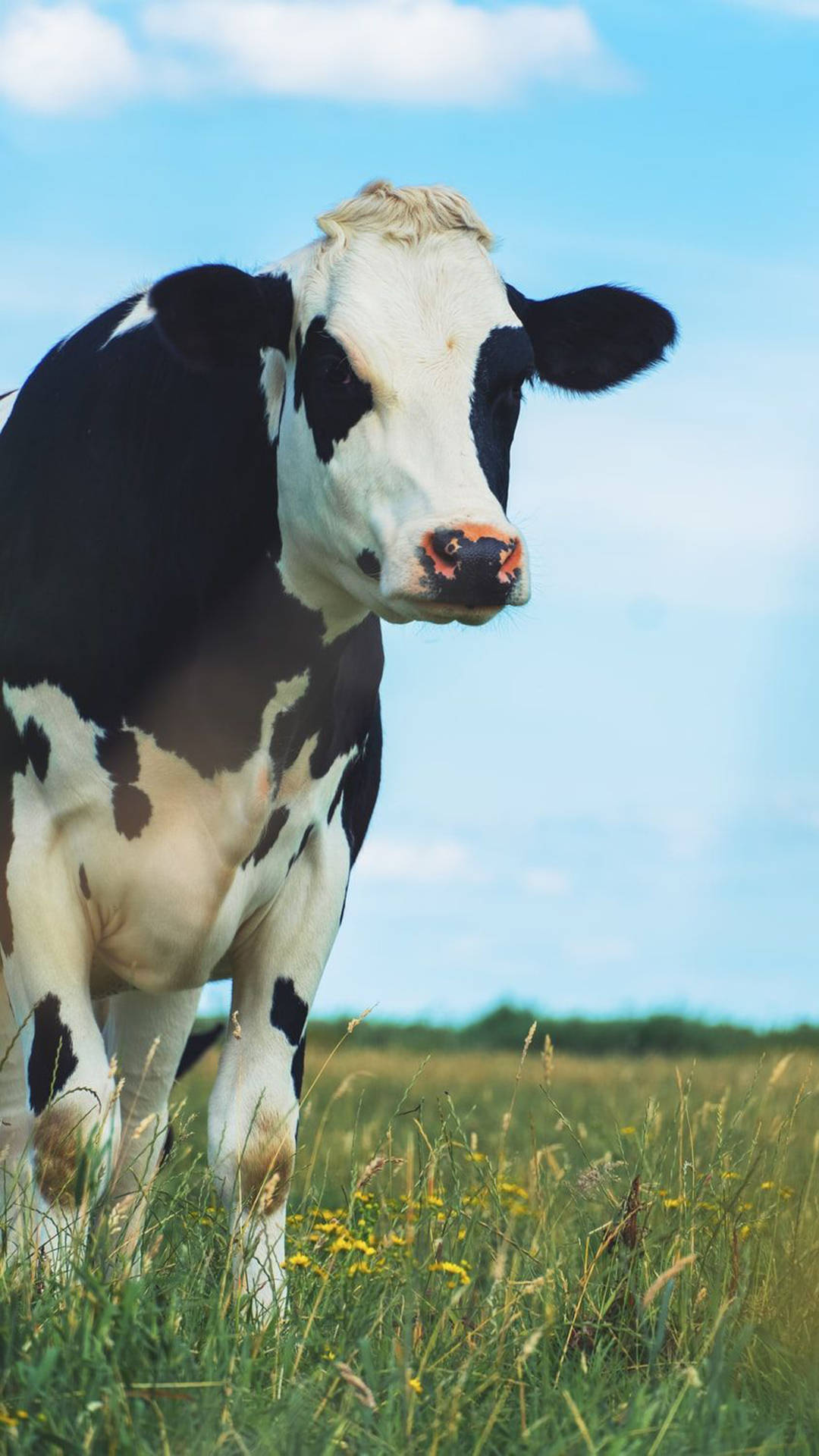 black and white cow, sunlit grassy field, yellow wildflowers, Full HD Phone Wallpaper