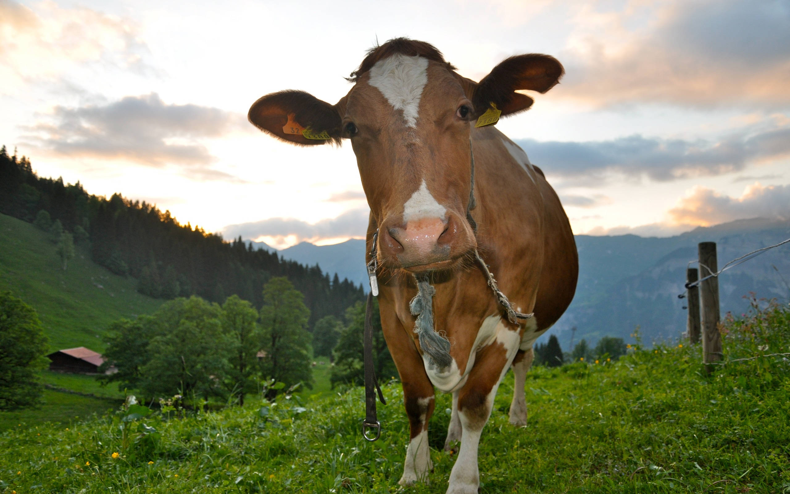 brown and white cow, halter, lush green pasture, 2K Desktop Wallpaper